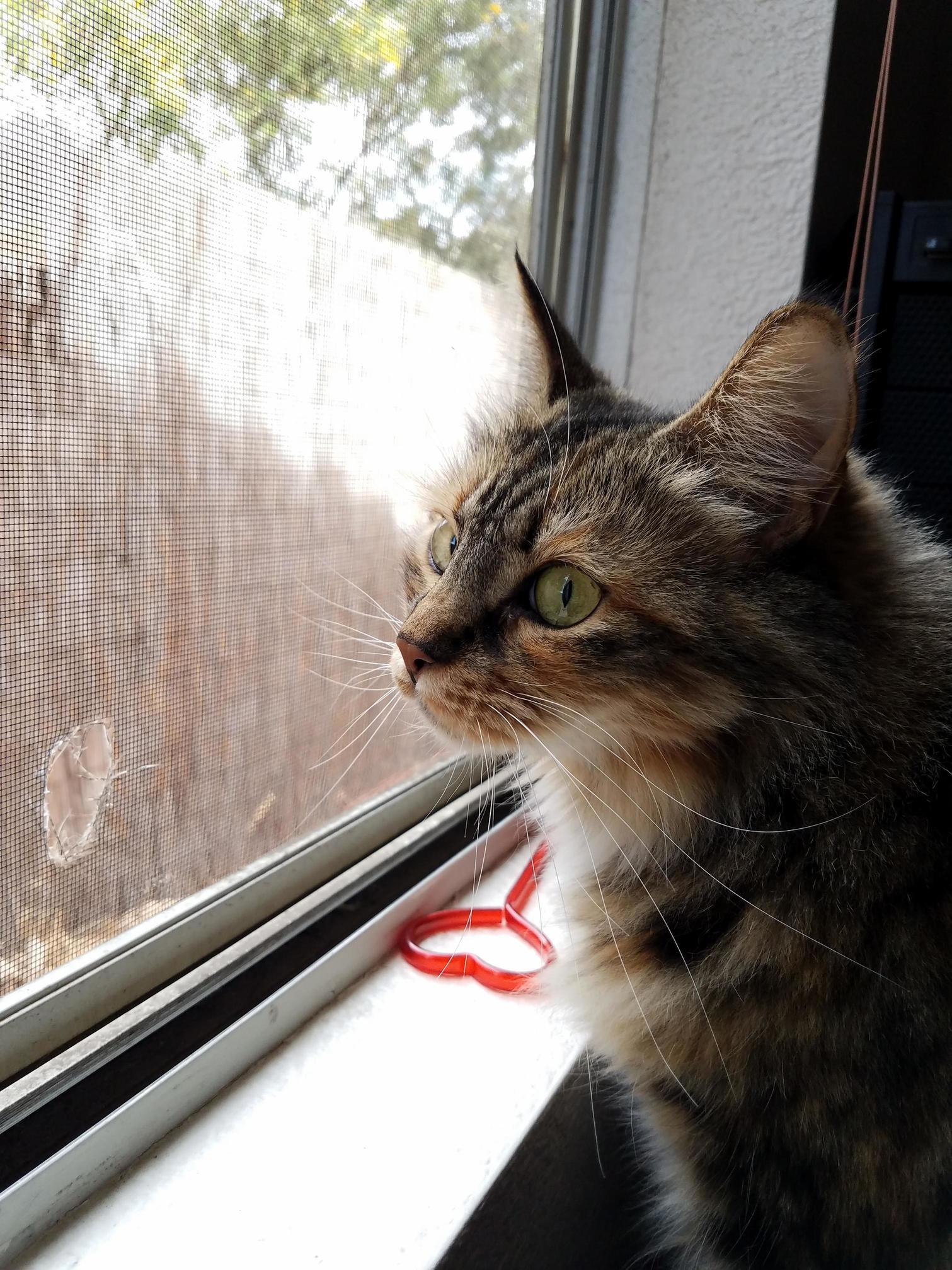 My Youngest, Bastet. Shes Much More Photogenic Than Her Dad and I.