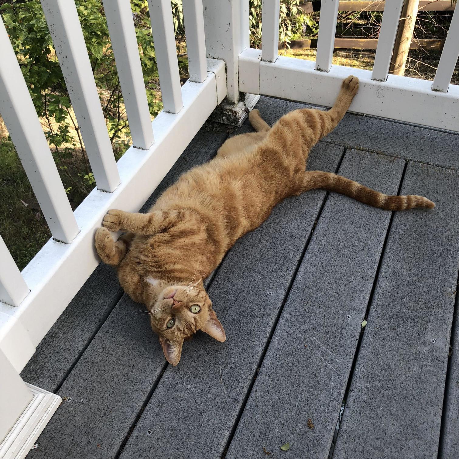 Nacho.... Just Your Basic Orange Tabby Lounging on Deck.