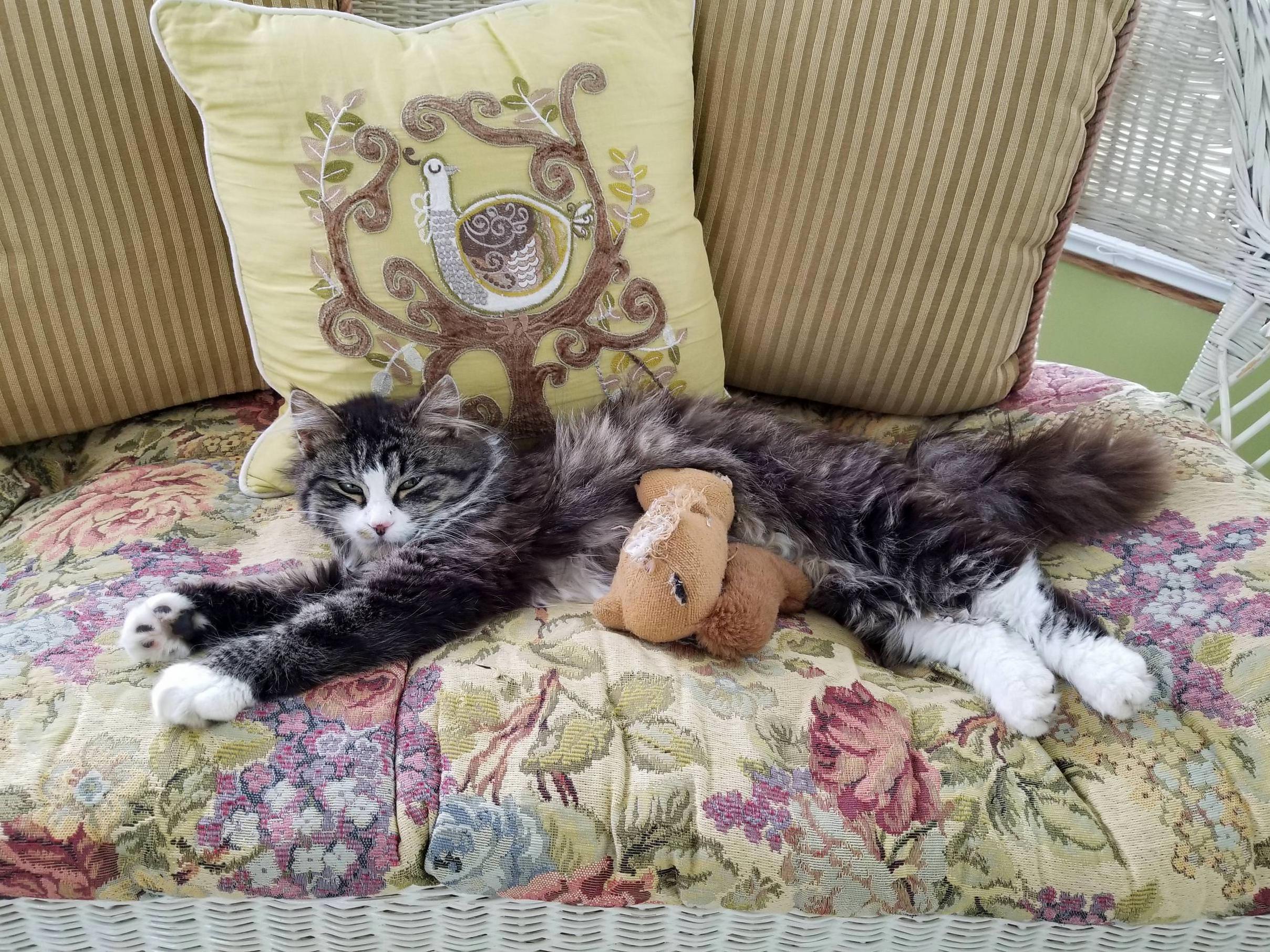 Need Help Identifying Our Sweet Girl, Gucci. We Believe She Is a Maine Coon Breed. Any Ideas