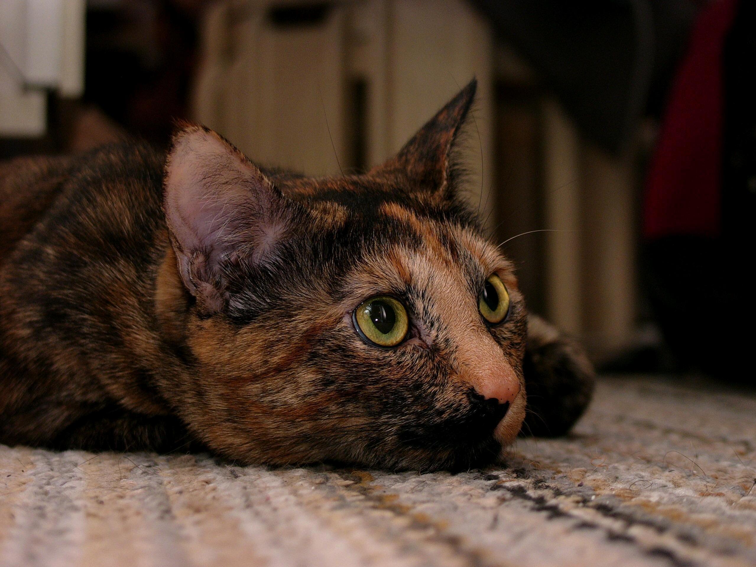 New Camera, Same Great Cat.
