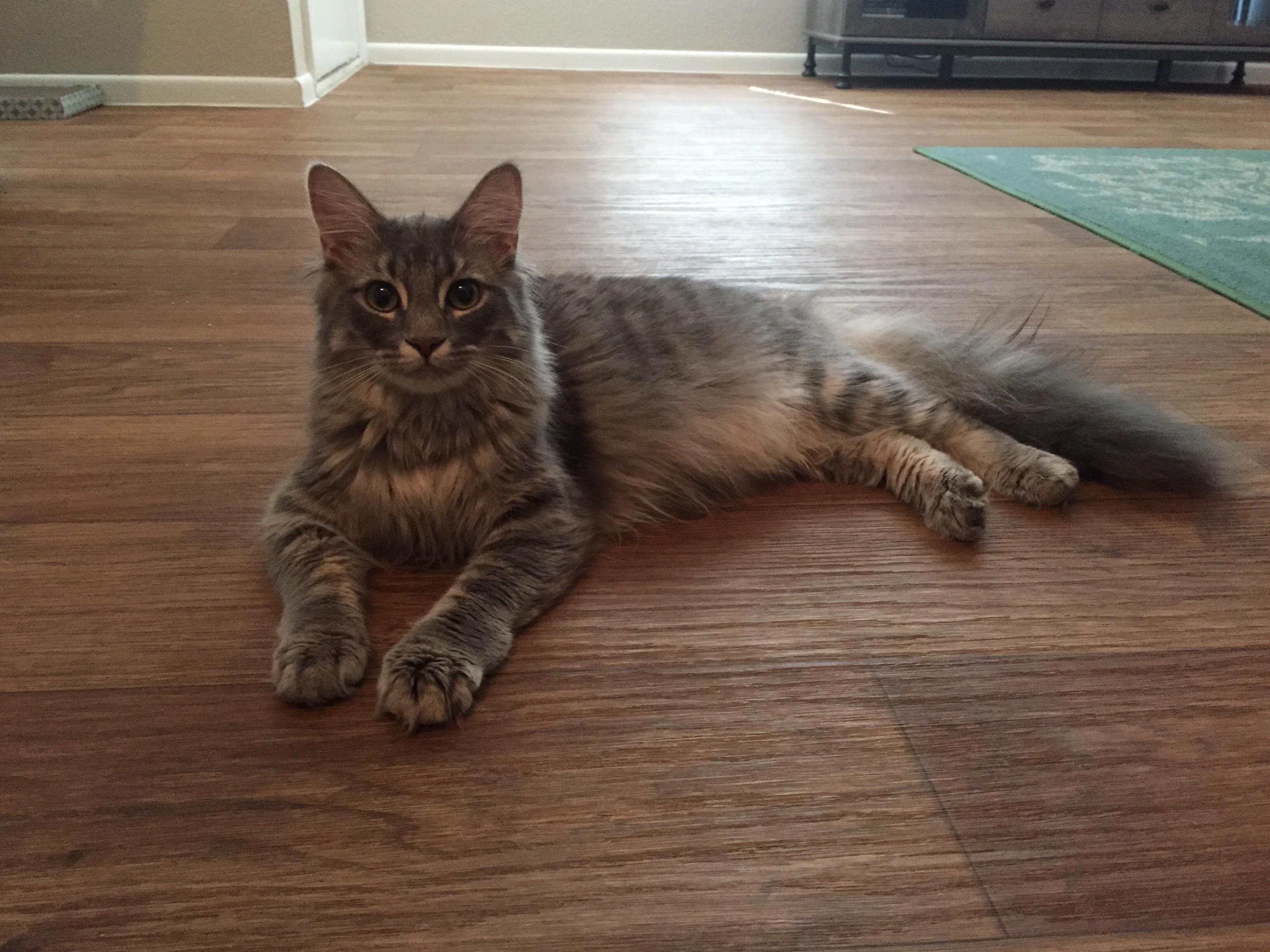 Nigel Cat with His Little Head and His Big Ol Tail.