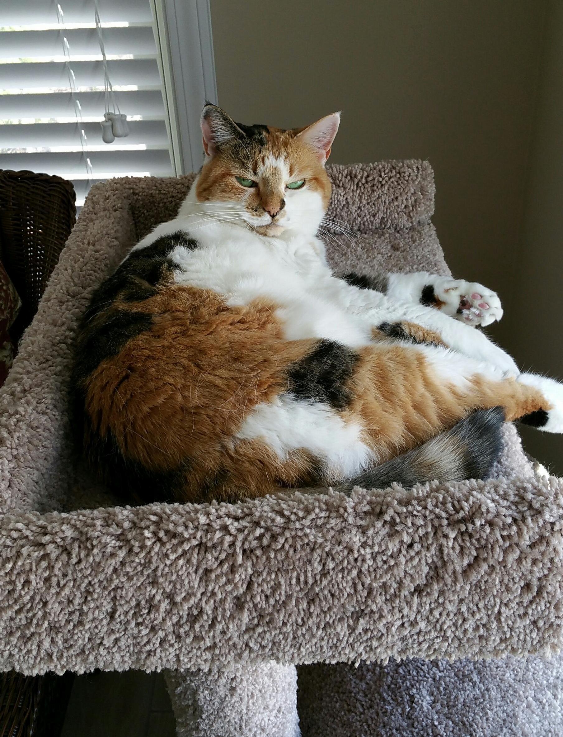 Not Happy I Woke Her Up for a Picture Lol