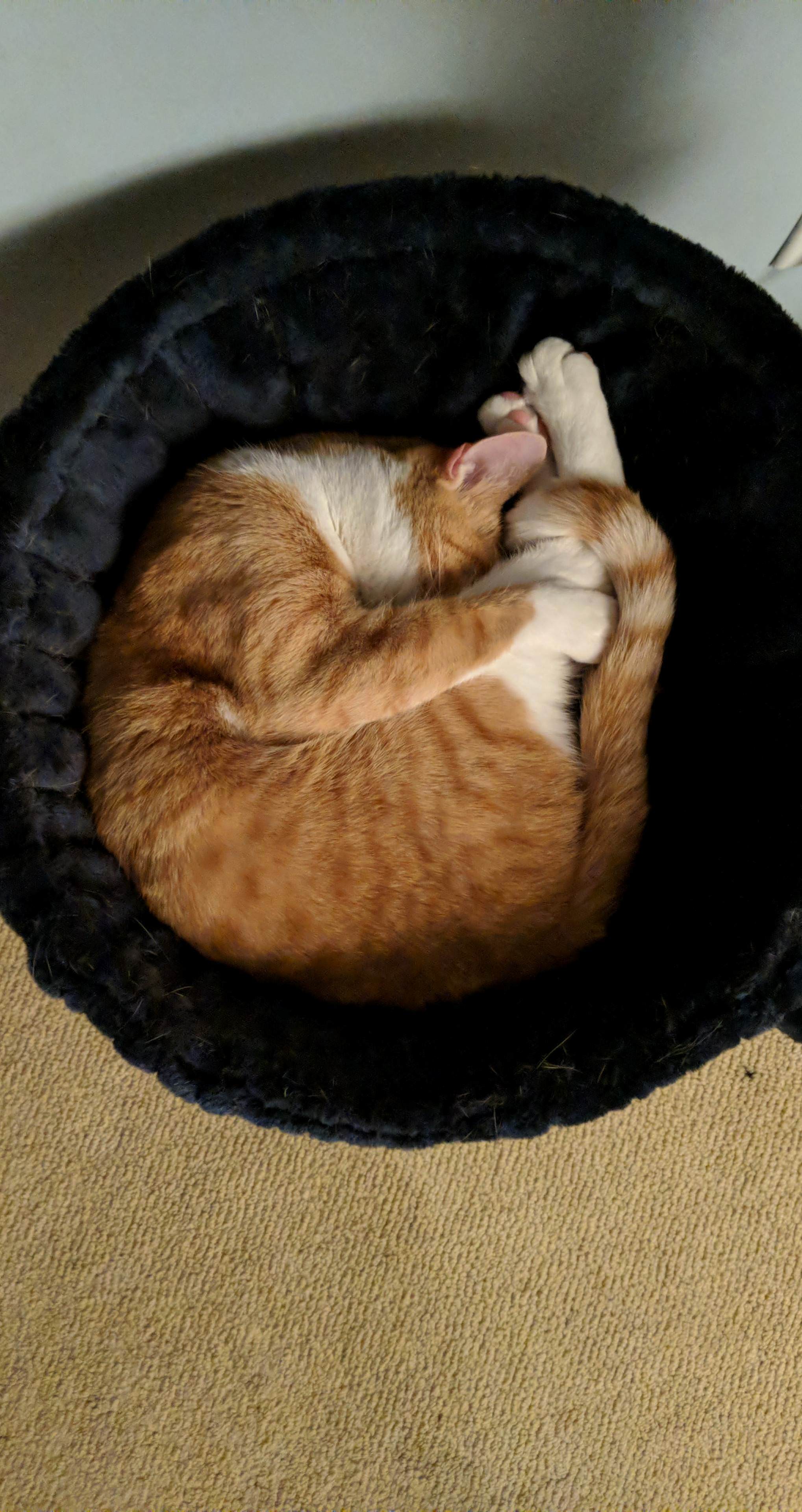 Not Sure If Standard Cat or Diver Holding Pike Position
