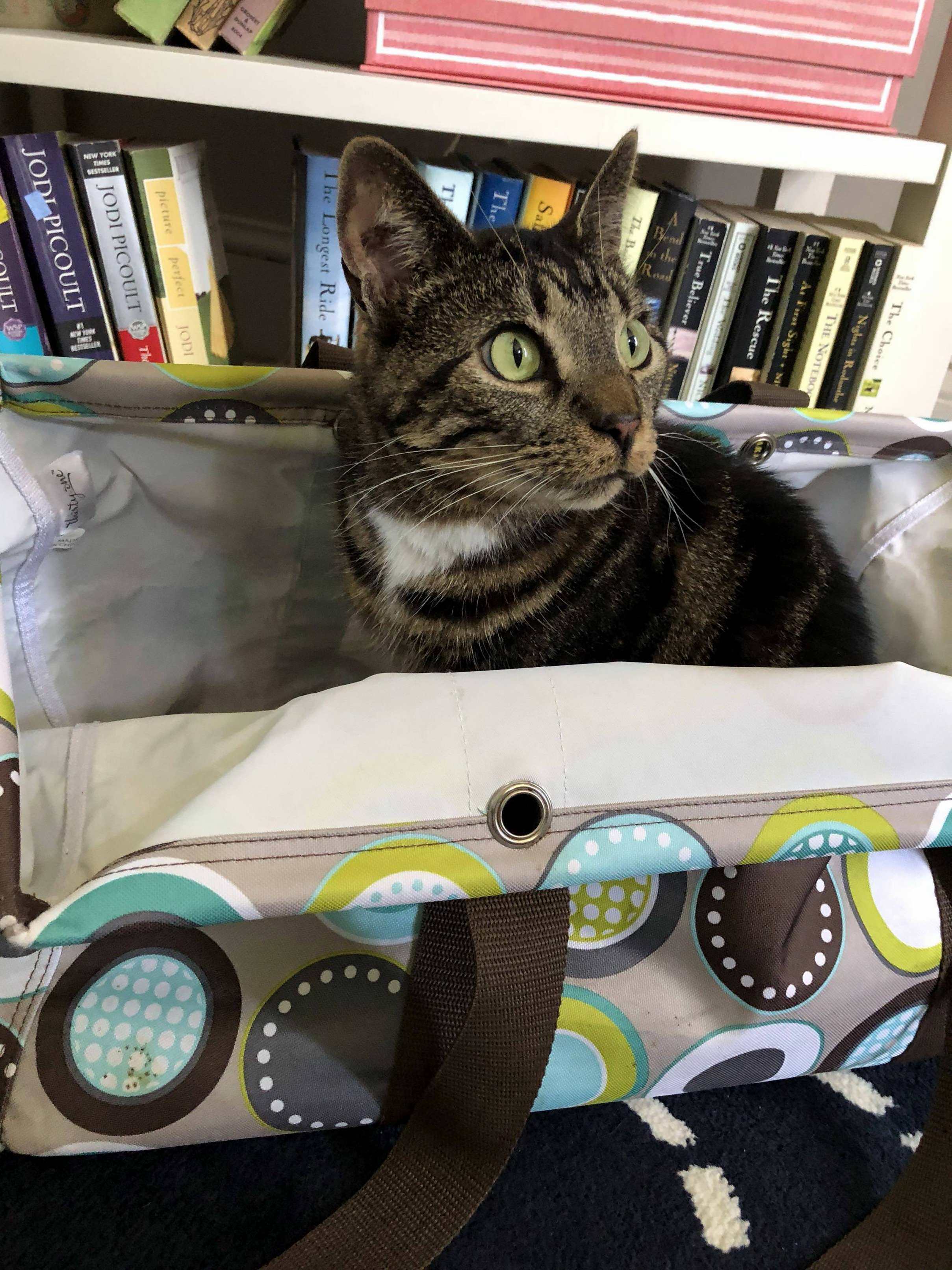 Oh, Did You Need This Bag