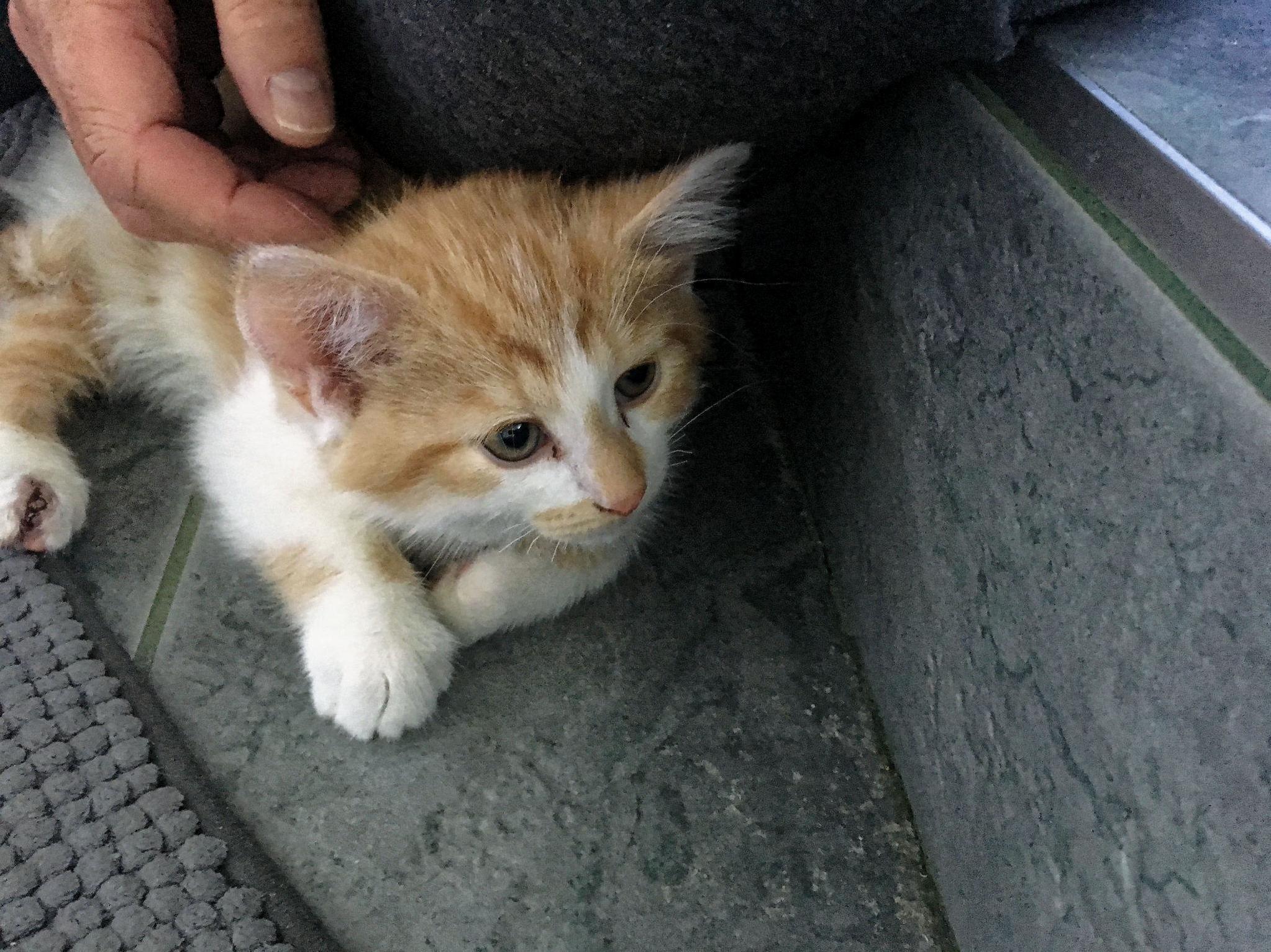 Oliver New Foster Recovering from Foot Surgery