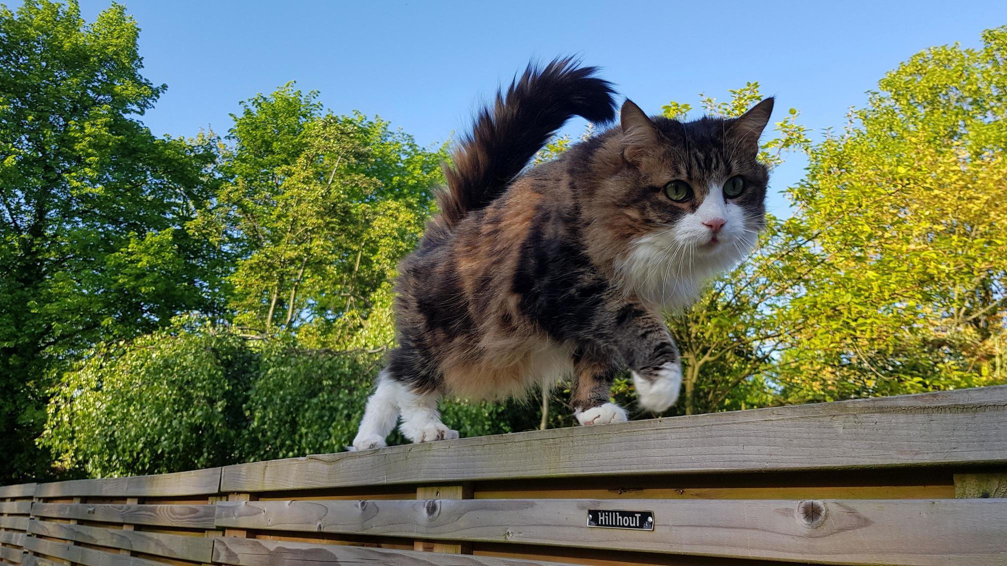 On Her Way to Steal Your Man