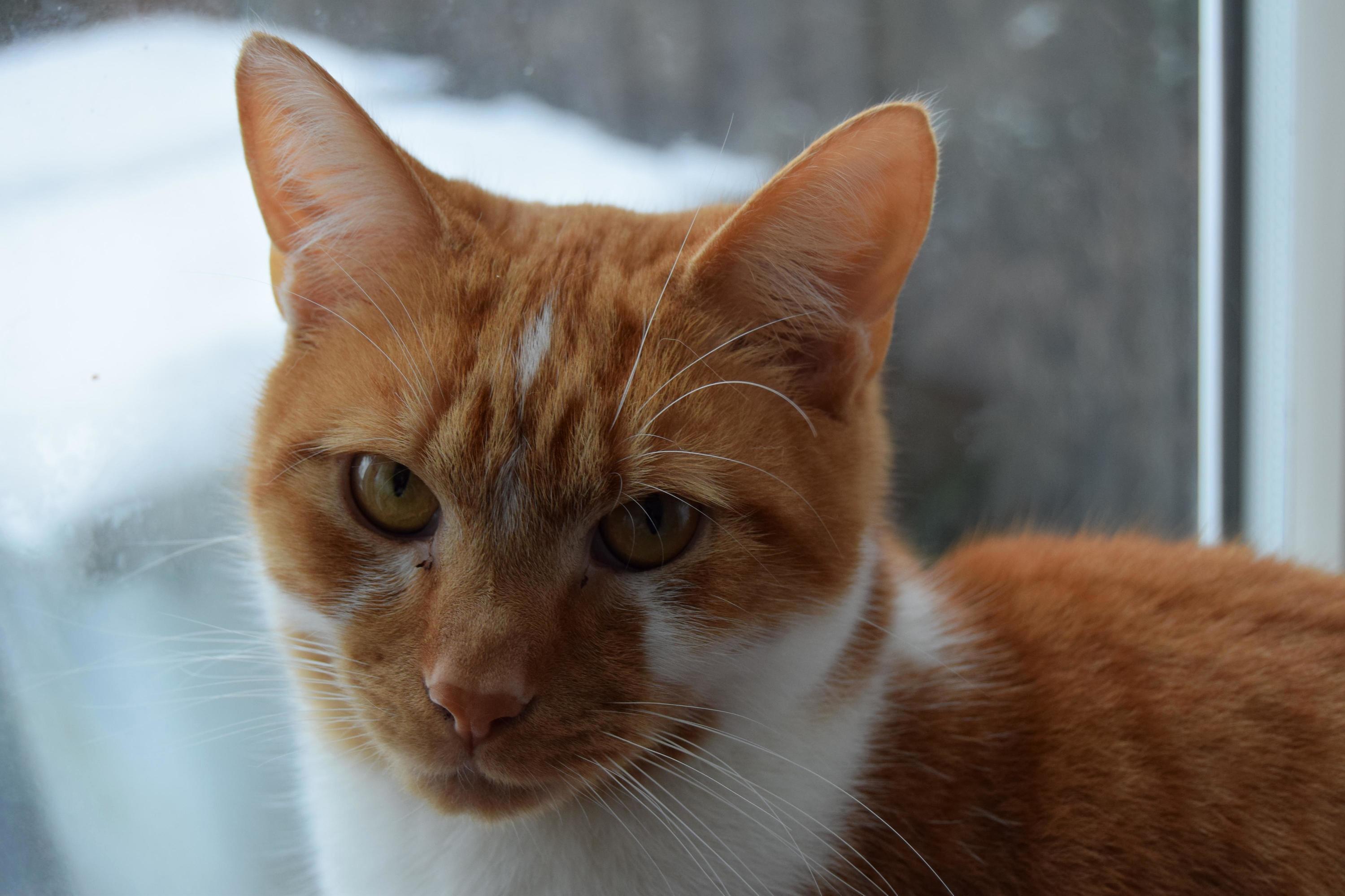 One of the First Pictures from My Camera, His Name Is Leo