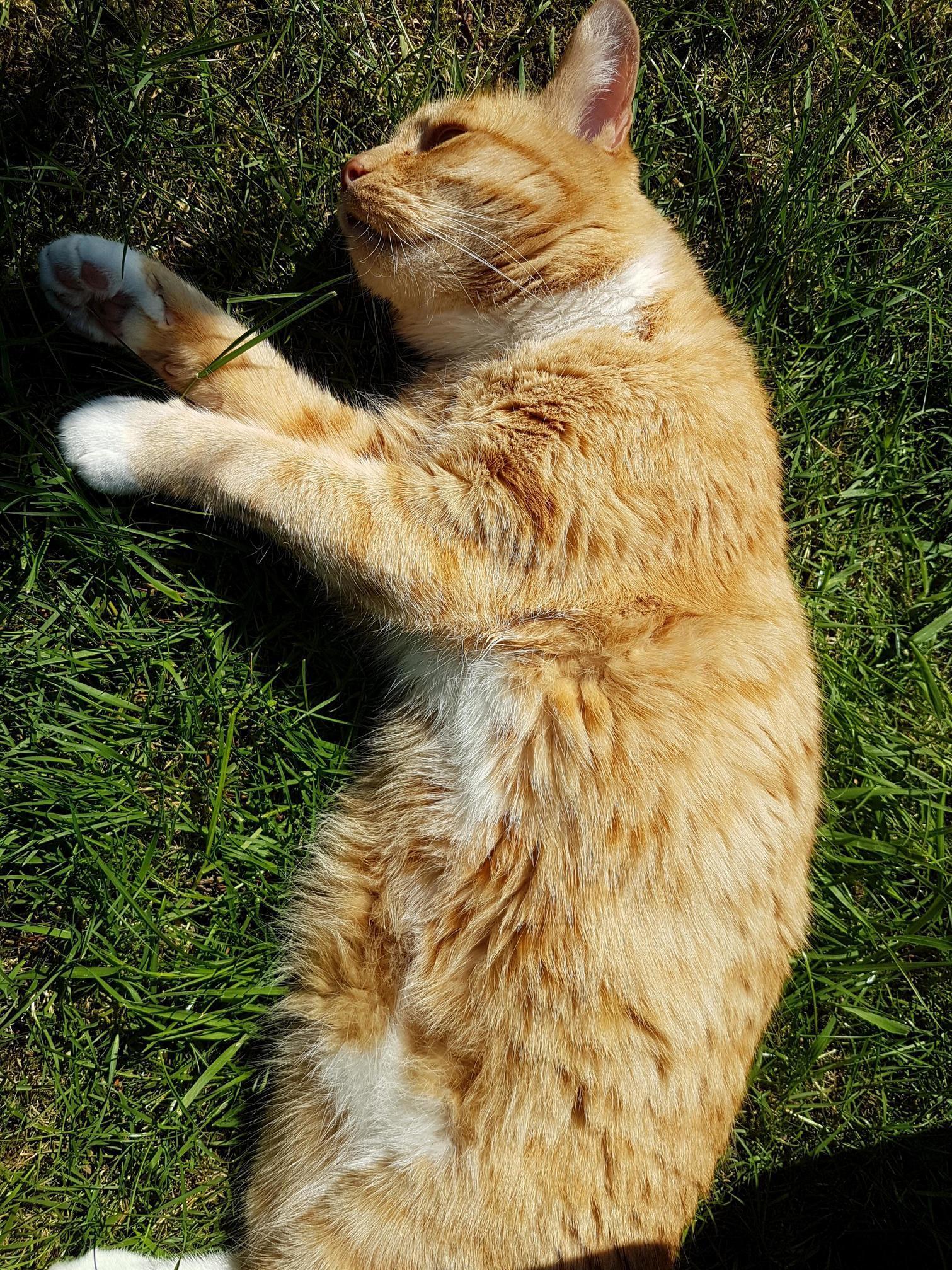 Oscar Enjoying the Hot Weather