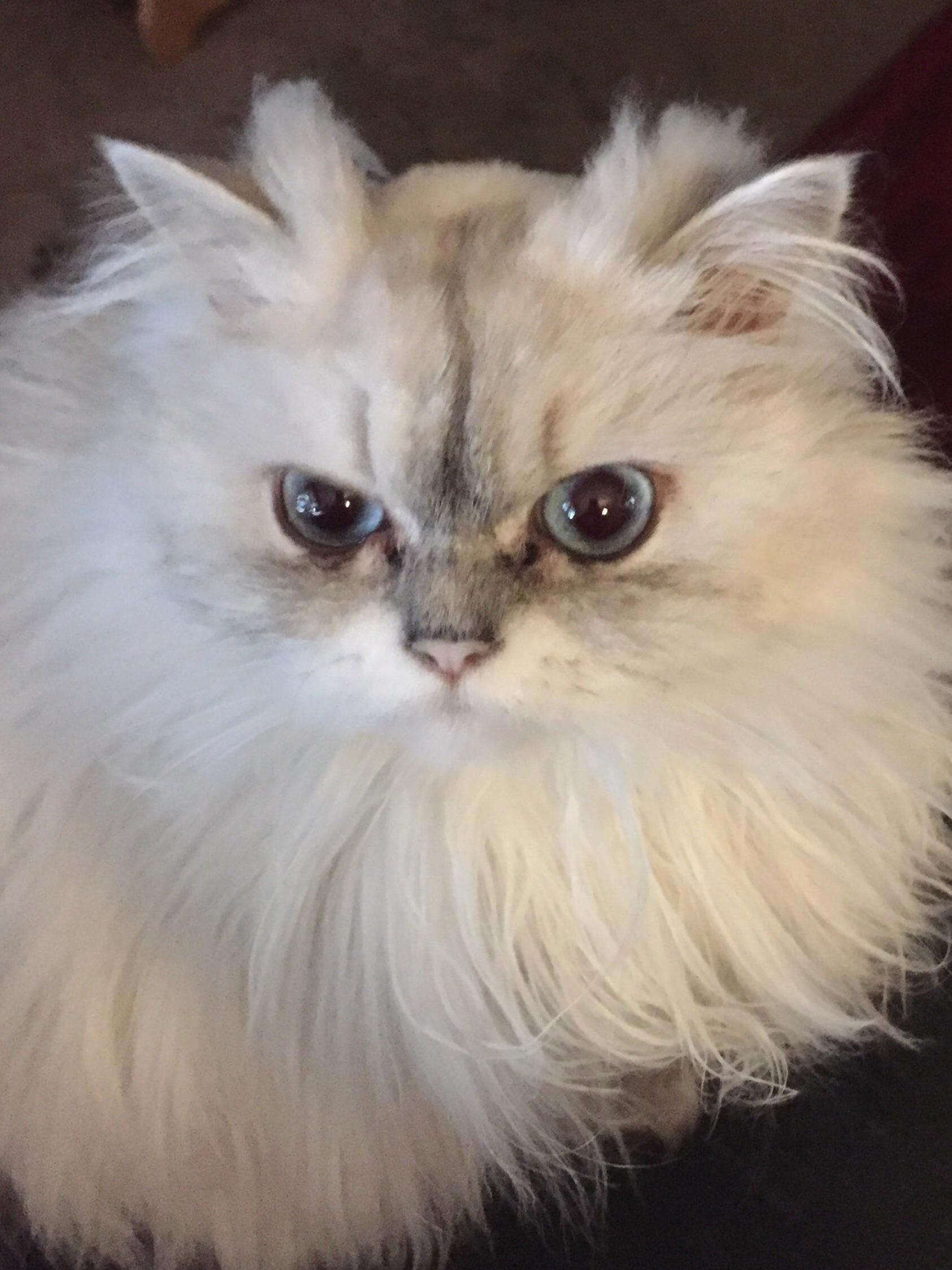 Our Girl Doing Her White Horned Owl Impression