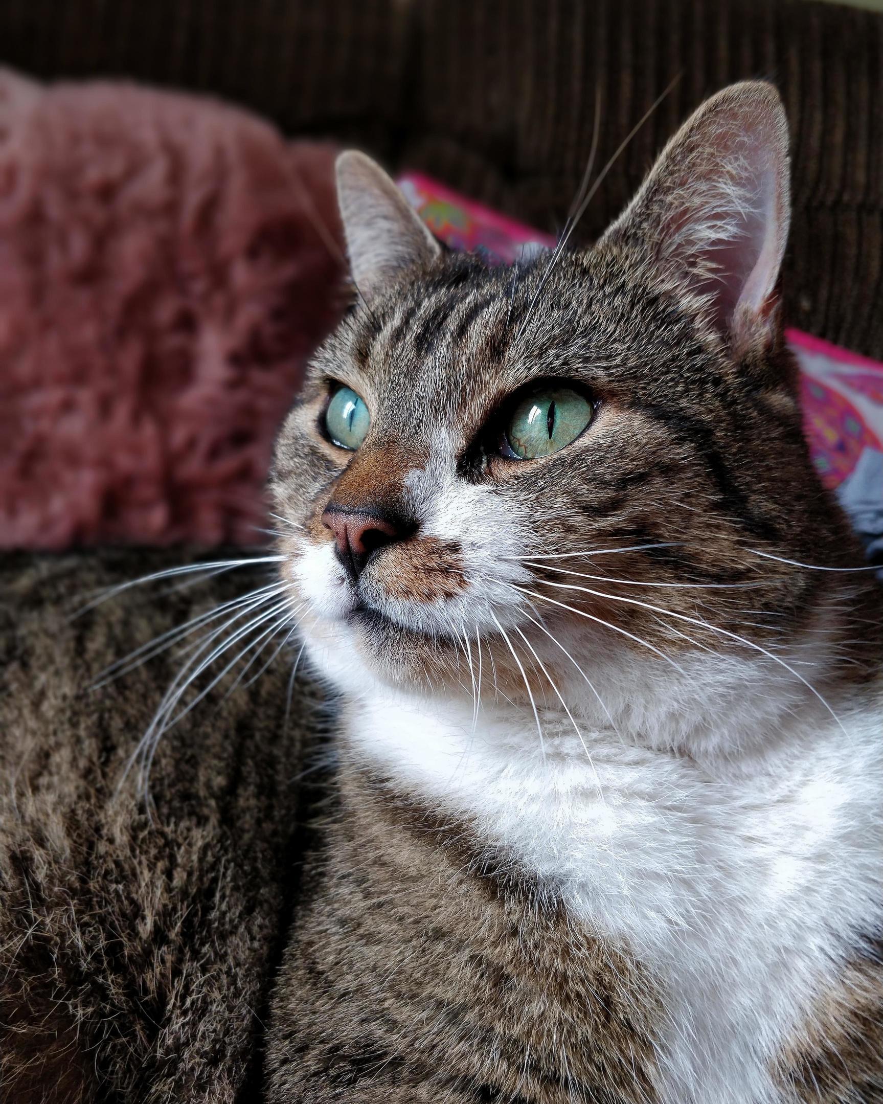 Our Kola Is So Majestic