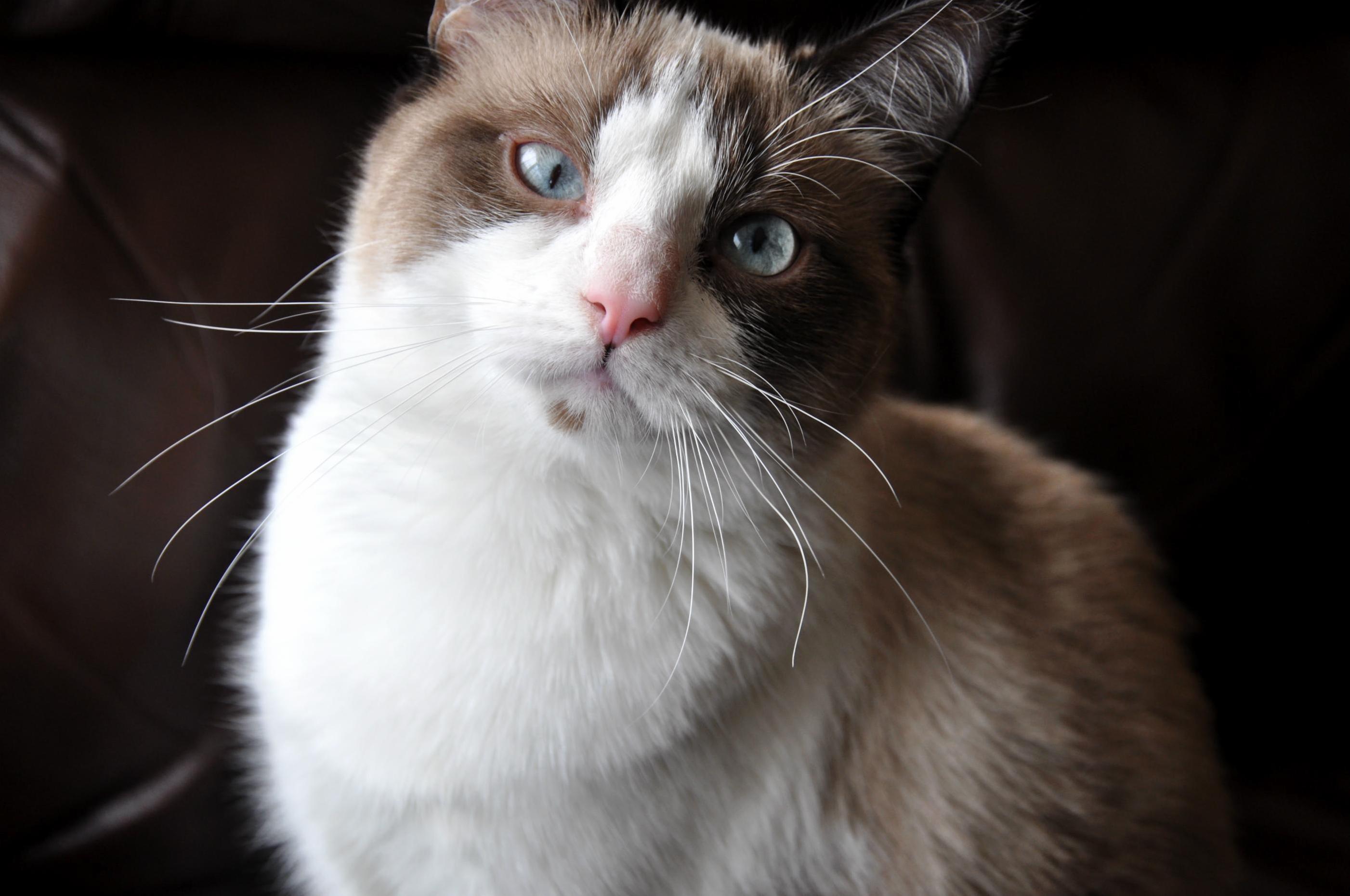 Our Little Kitten Is Turning Into a Teenager...wild As Ever but Will Always Pose for a Photo
