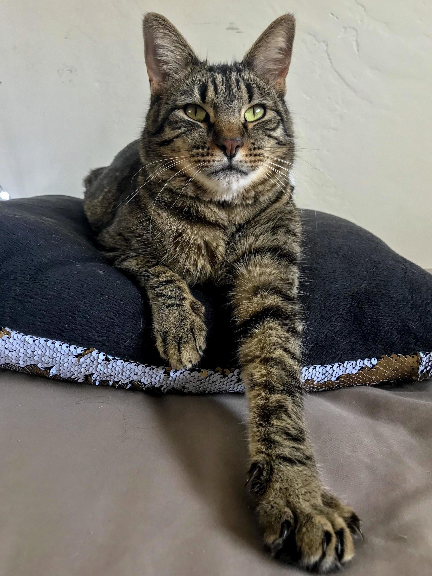 Our Little Rescue Prince Faramir of Ithilien Is 4 Today!
