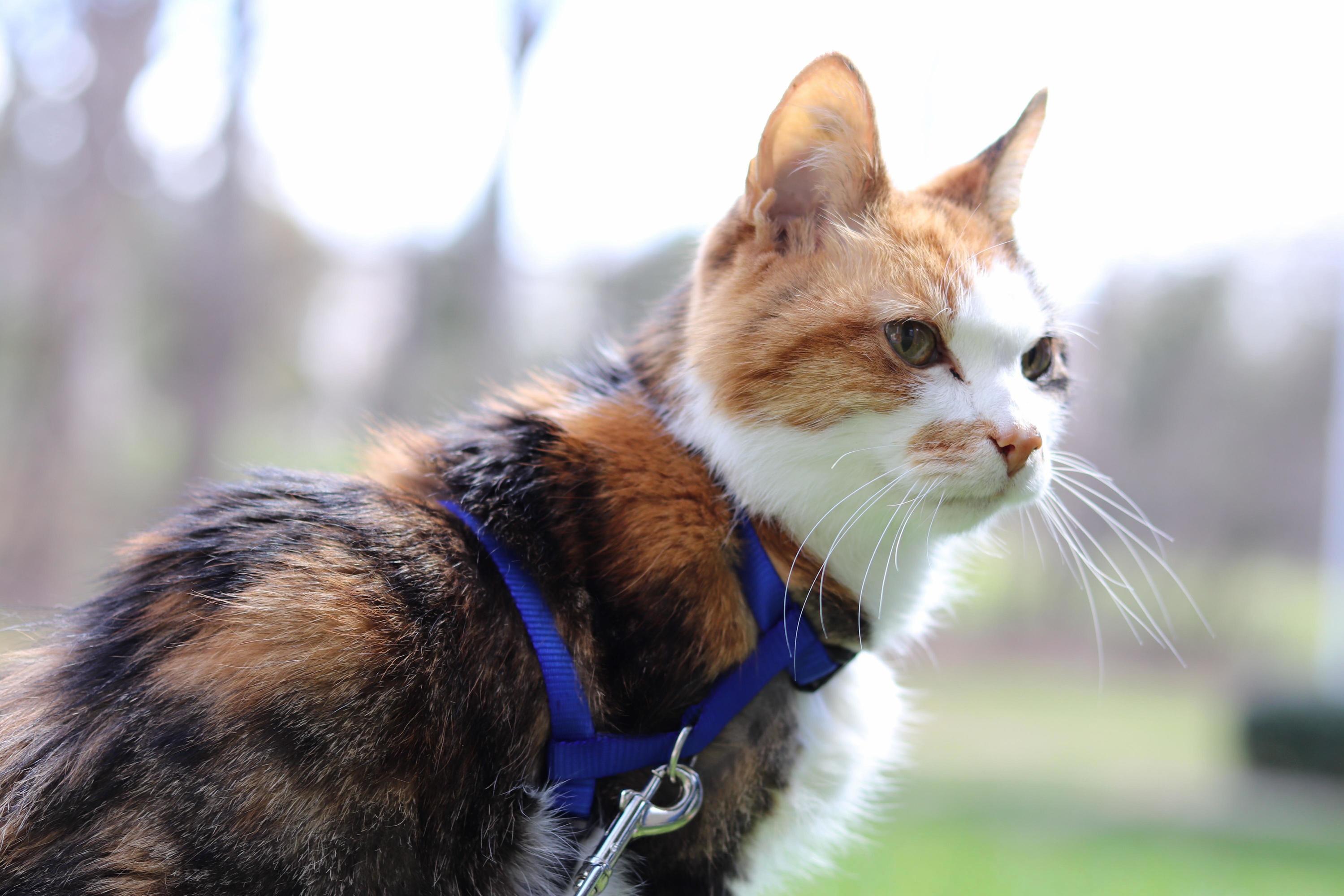Our Old Girl Passed Yesterday. She Got to Spend a Lot of Her Last Couple Months Outside in the Sun. Im Happy We Were Able to Spoil Her. She Deserved It