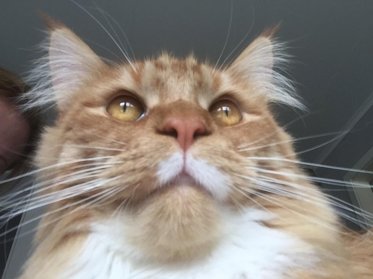 Our Own Lion - Gorgeous Sammy.