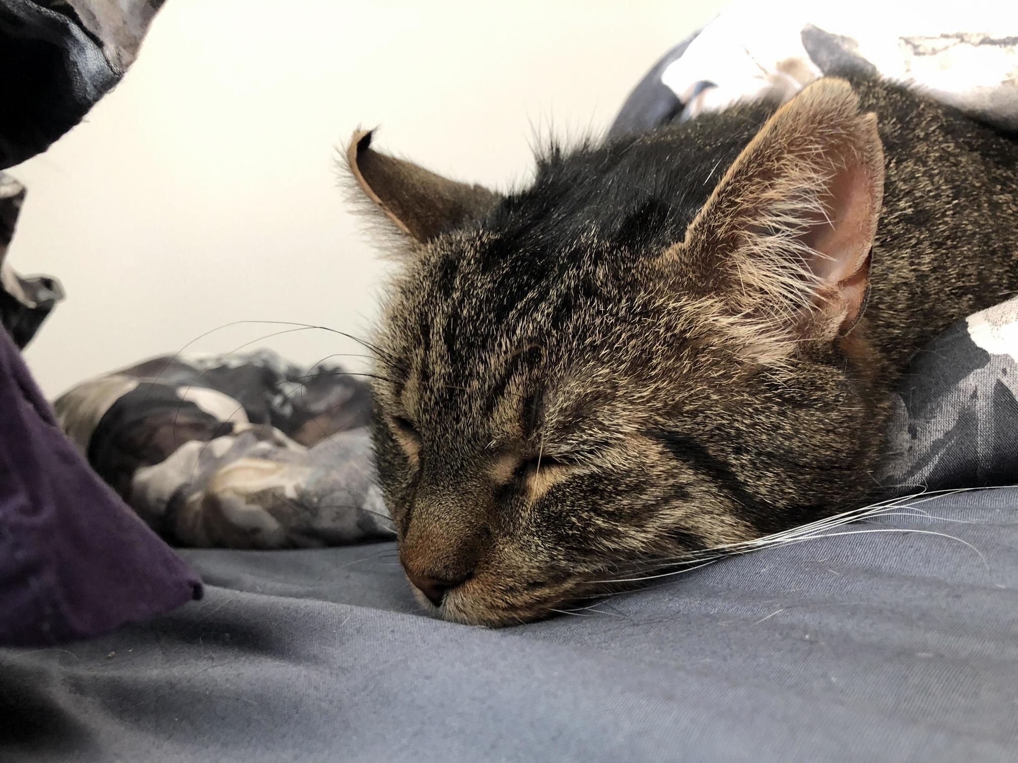 Our Rescue Takes a Nap. His Rough Past Is Apparent.