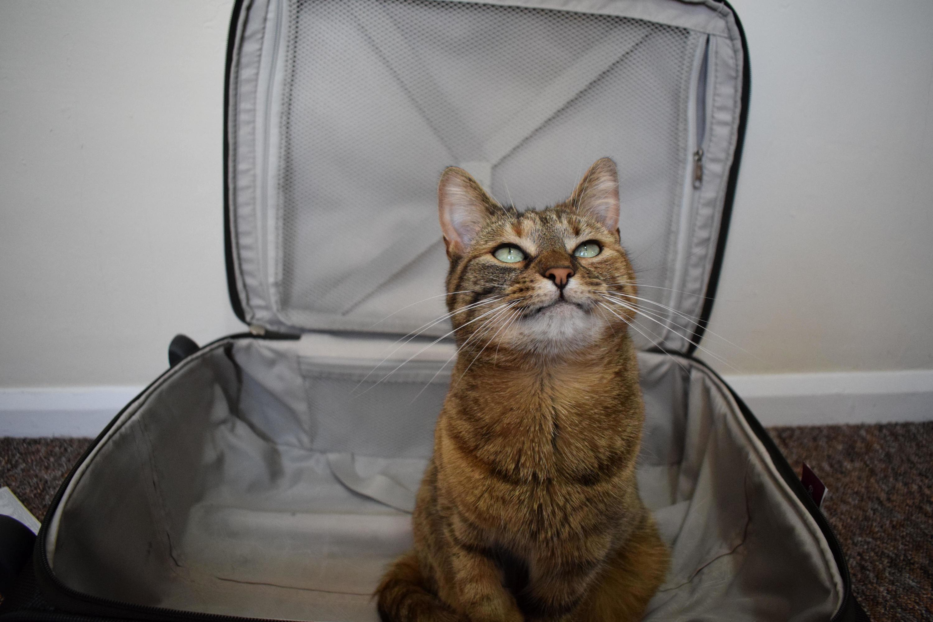 Packing the Essentials