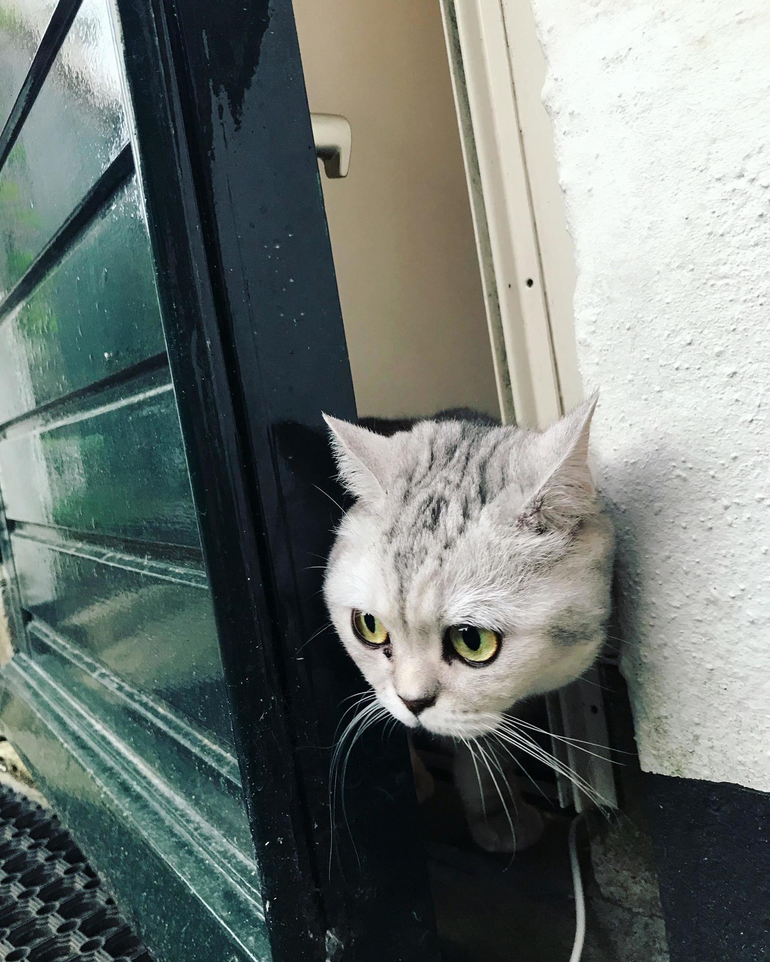 Peek-a-boo! Hello World