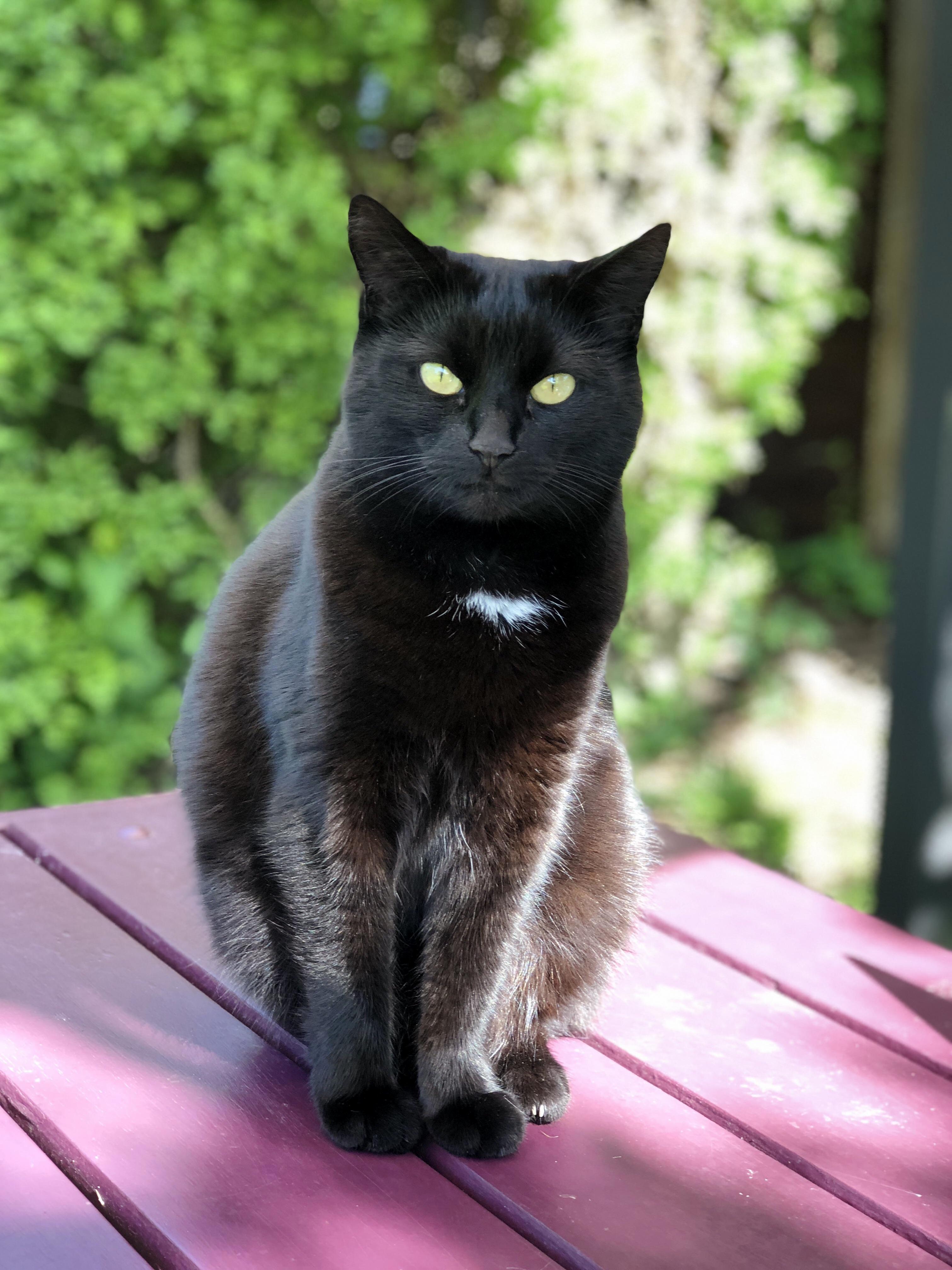 Portrait Mode Makes a Novice Look Like a Pro!