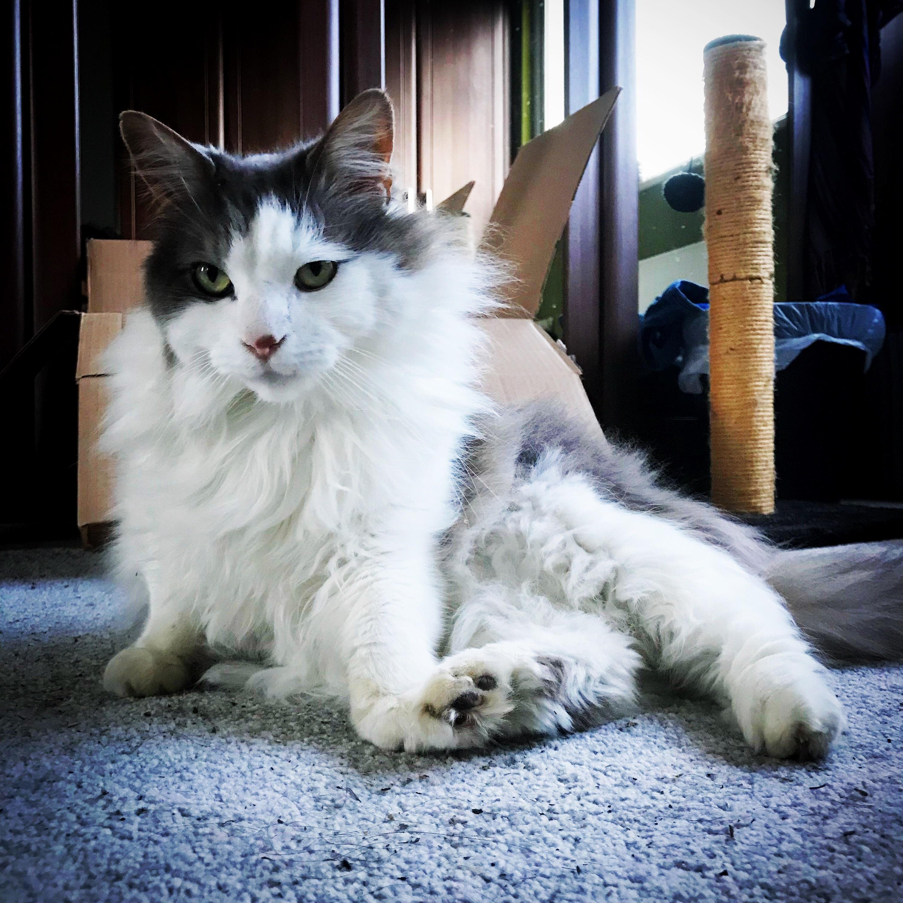 Post-catnip Yoga. He Needs to Work on His Form.