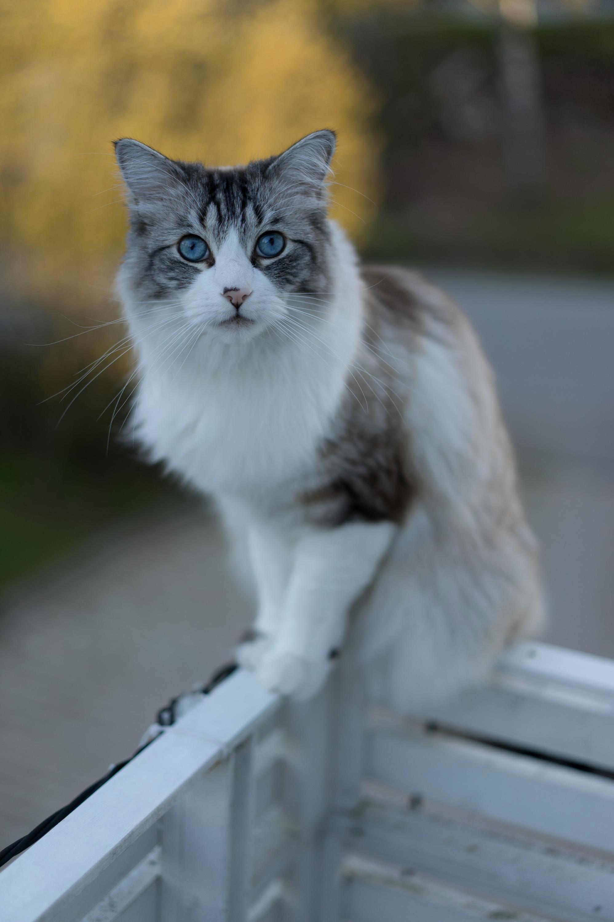 Ragdoll