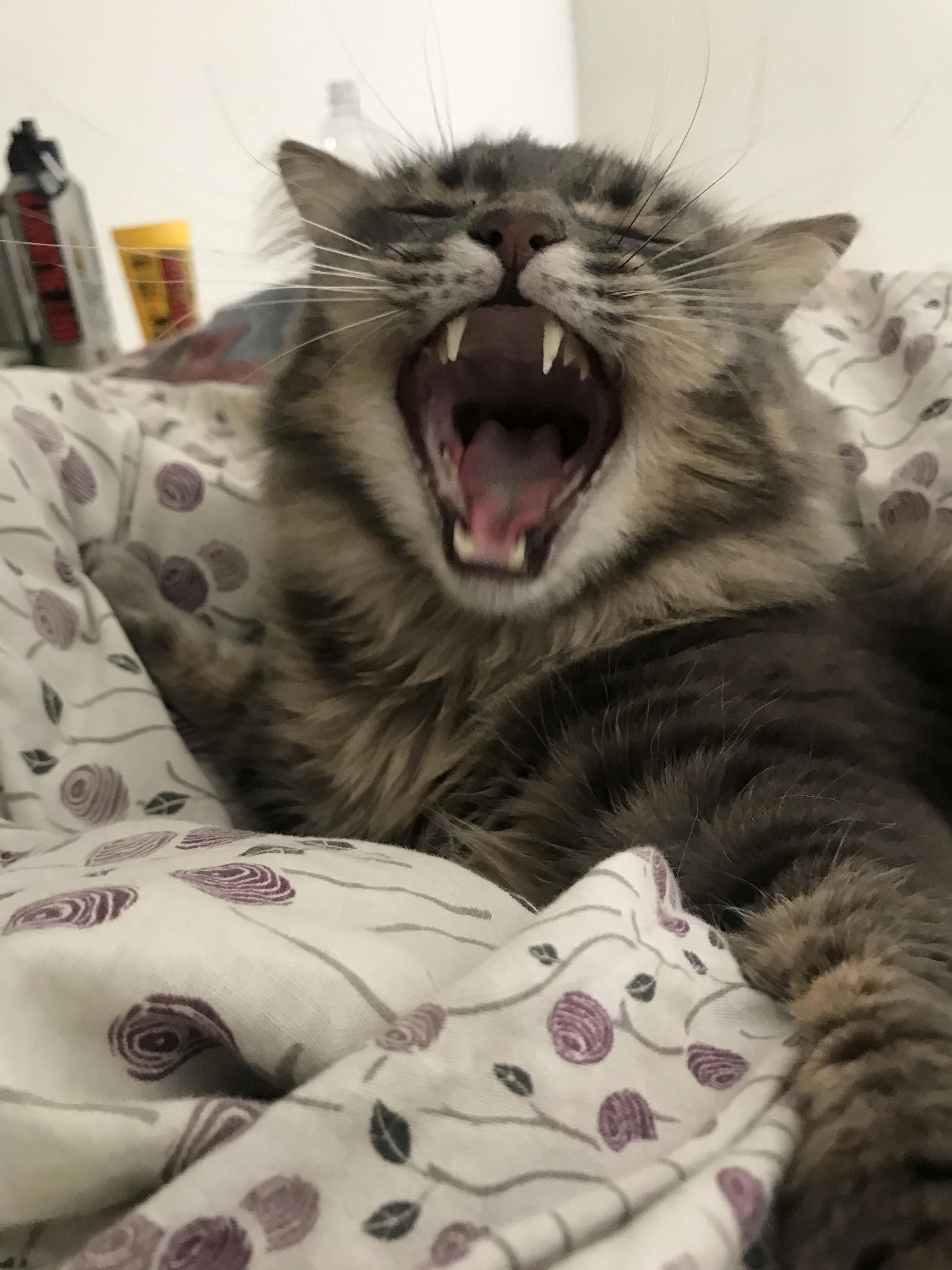 Rahhh