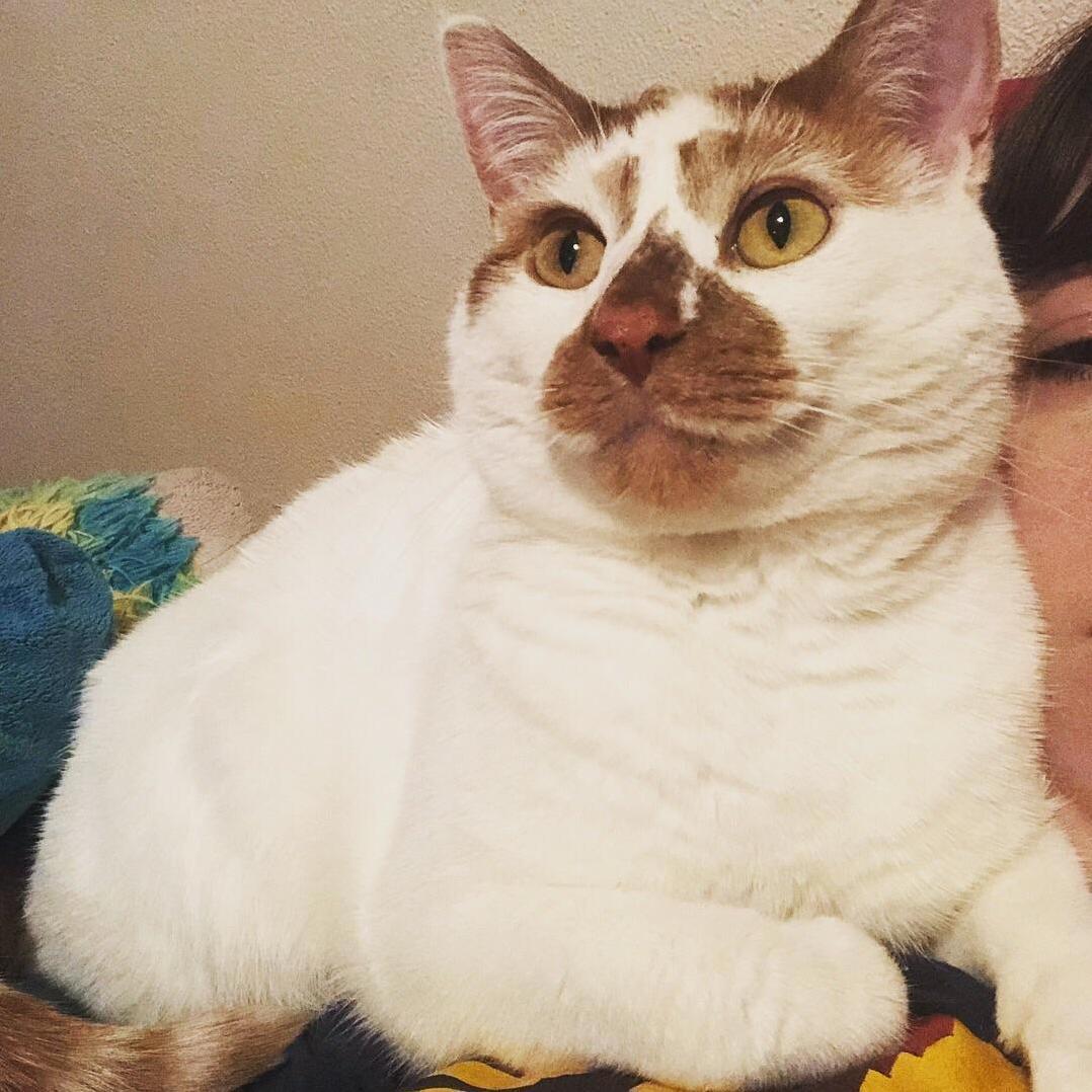 Reddit, Meet My Goofy and Handsome 4 Year Old Rescue, Cooper!