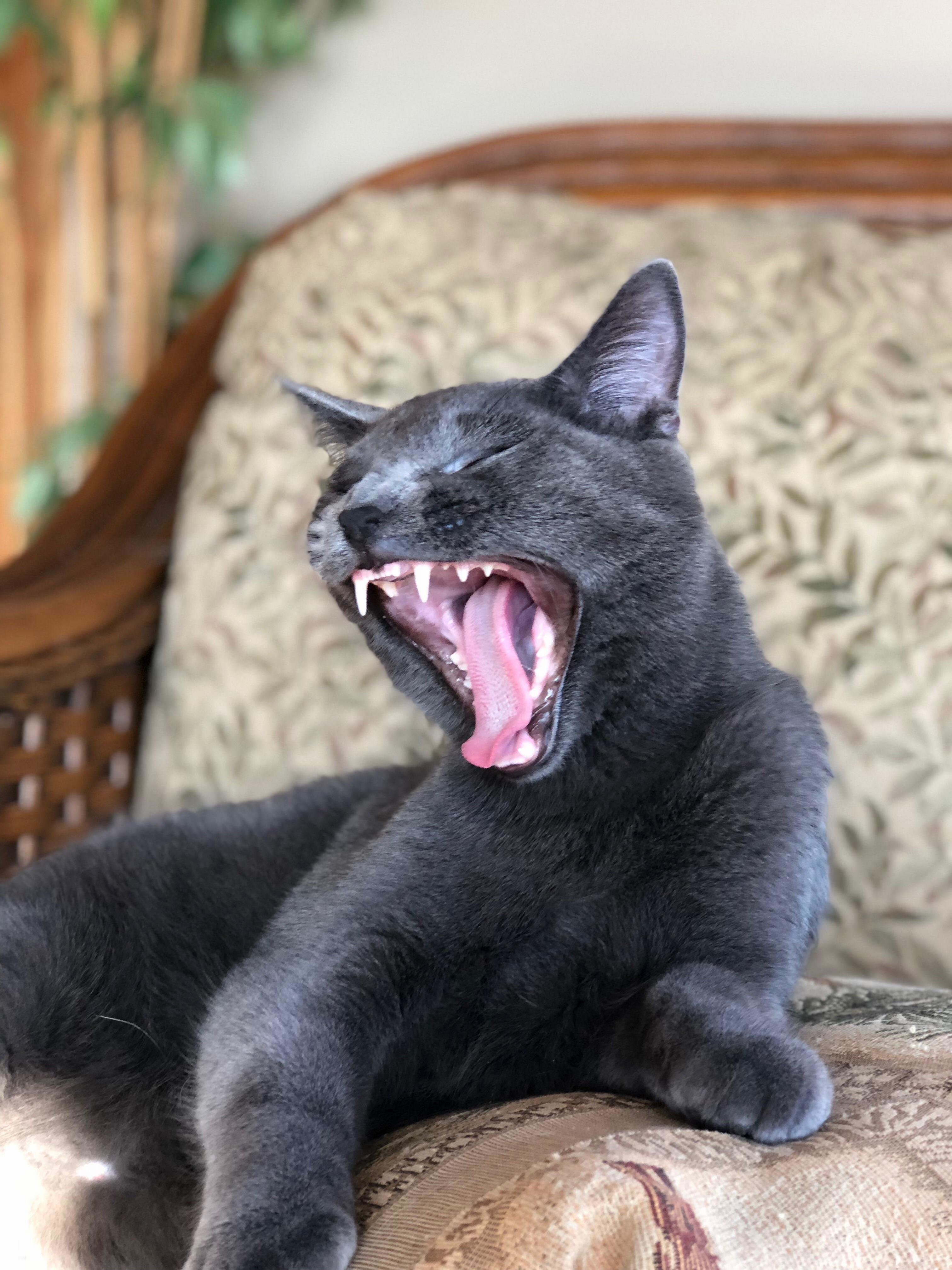 Russian Blue Mid Yawn