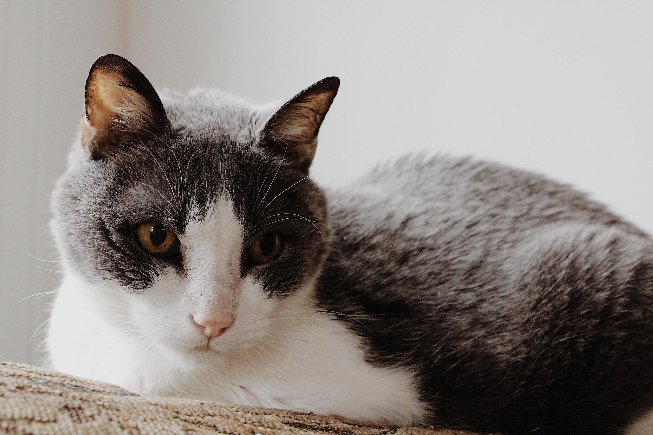 Said Goodbye to This Perfect Boy Today. 15 Memorable Years Together.