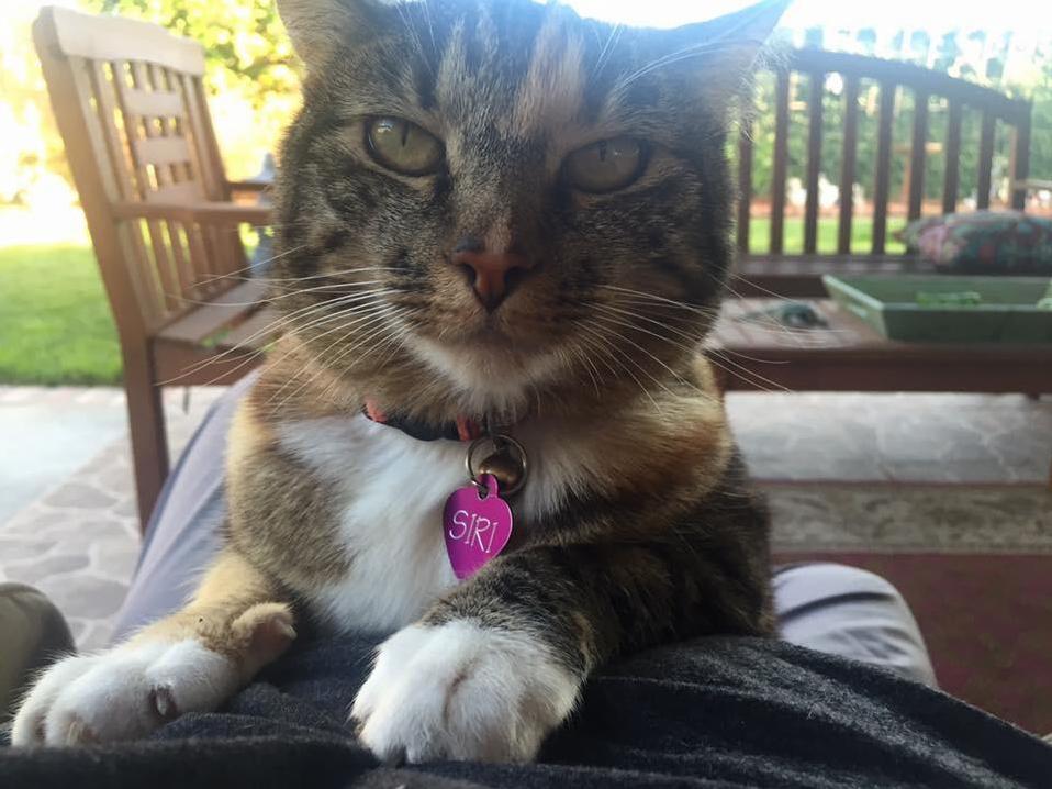 Say Hey to Siri. You Can Ask Her Anything.