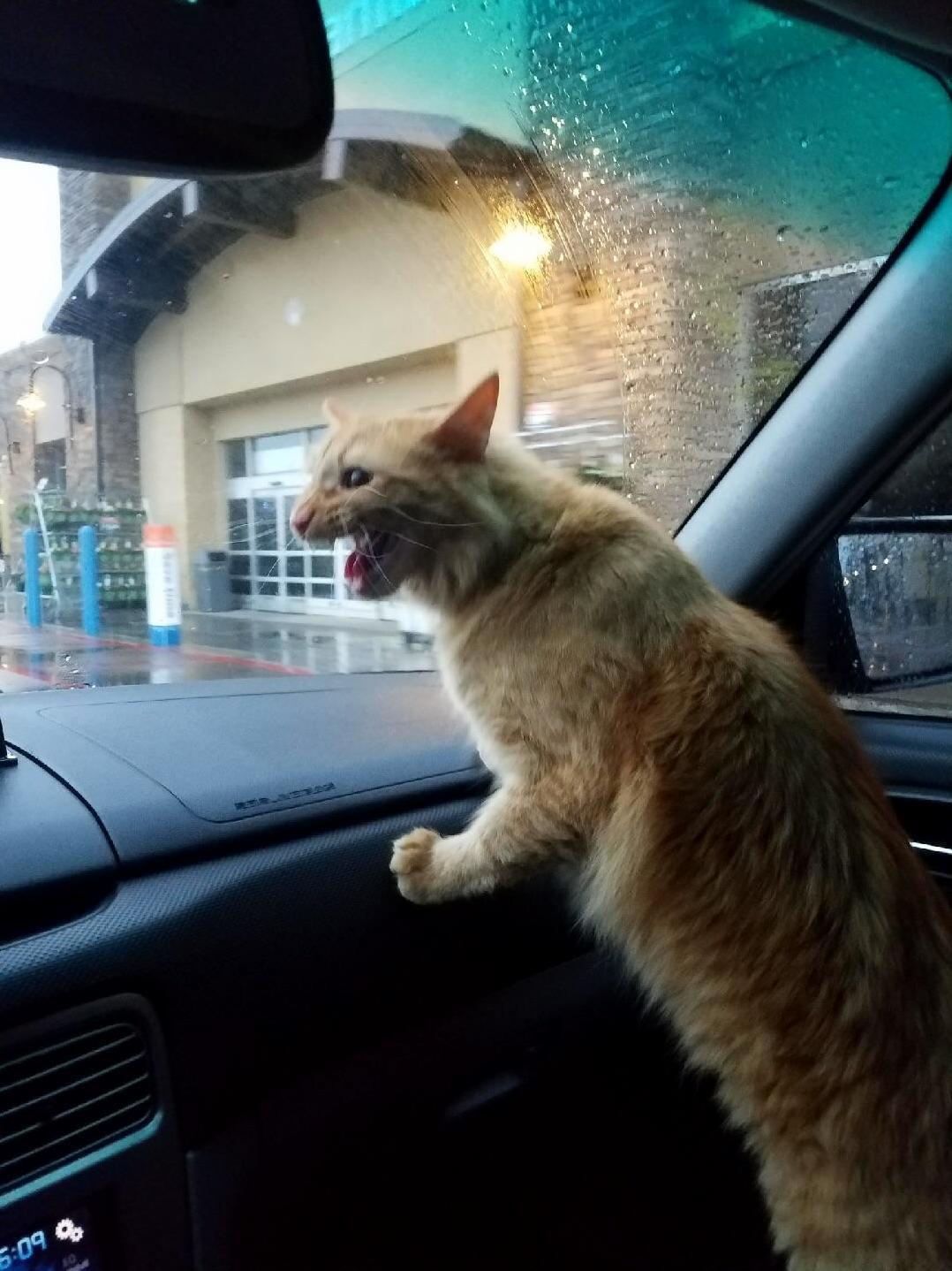 Scotty Kept Us Up All Night Because We Ran Out of Dry Food (He Had Wet) So My Bf Took Him on a Field Trip to See Where Kitty Food Comes From. He Was Not a Fan.