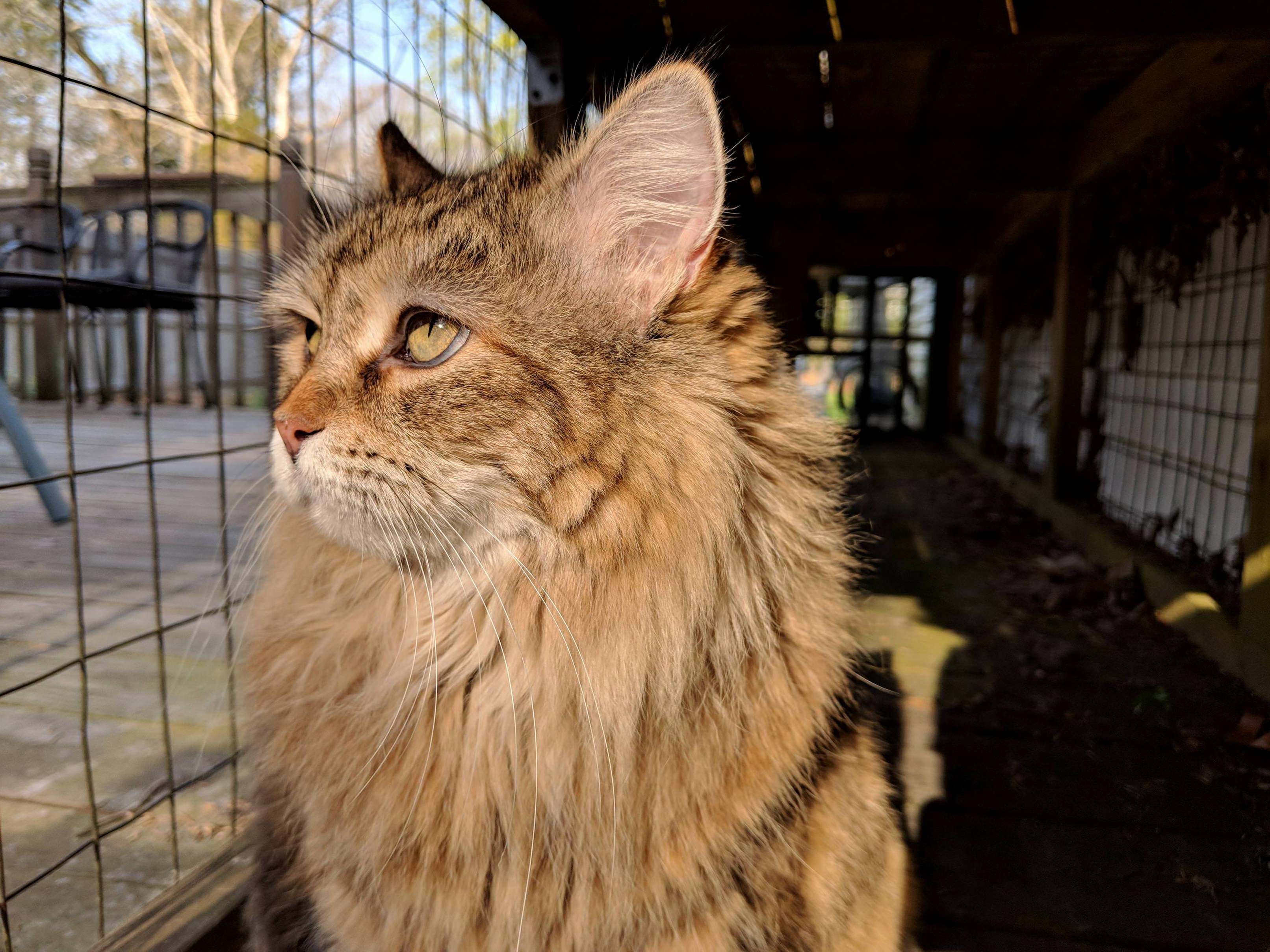 She Is 10 Years Young Today, and As Cranky As If She Were 100. I Love You, Crabby Kisa