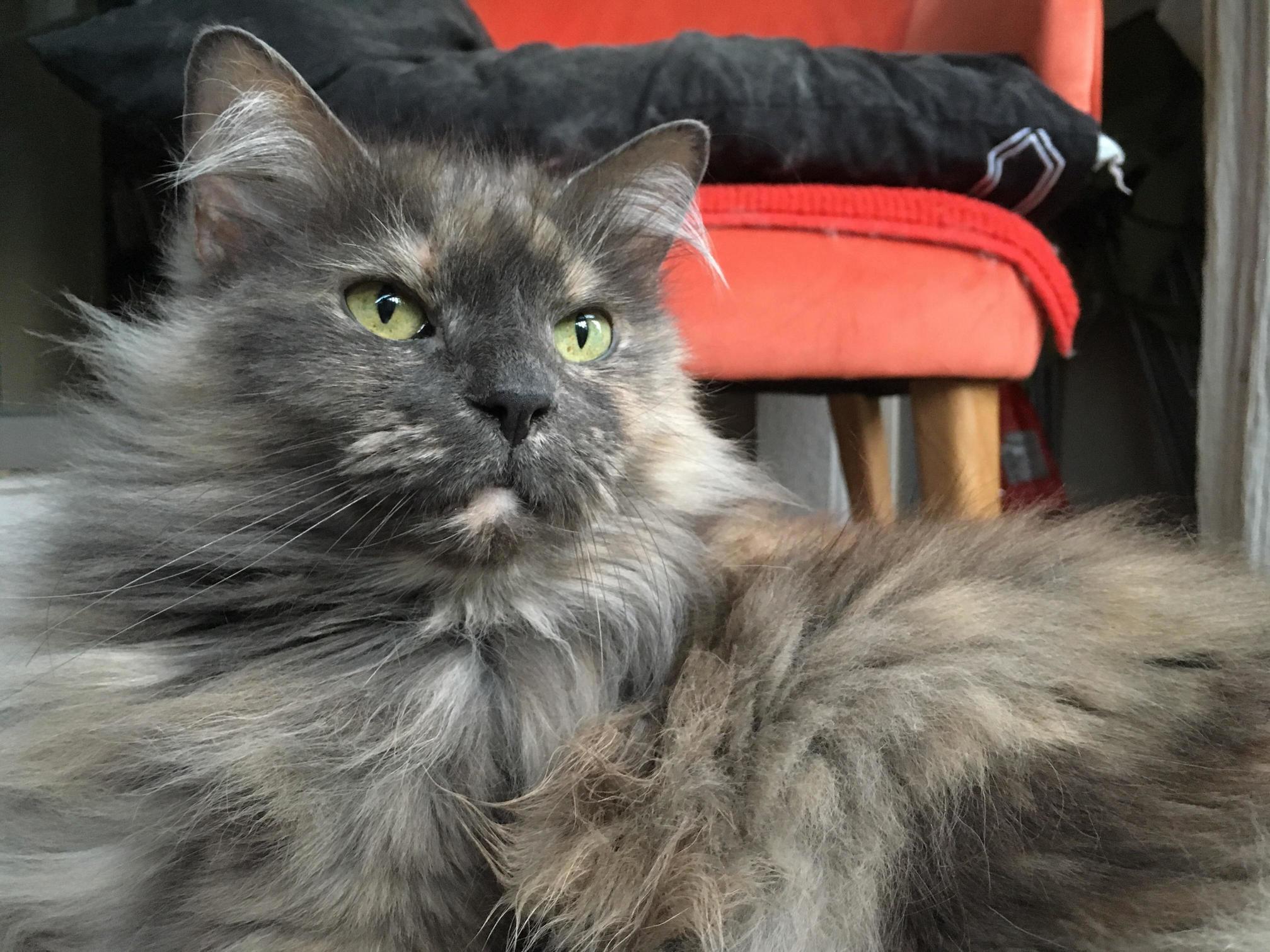 She Is Missing Her Two Front Teefies.. Meet My Beautiful Princeth, Agneth.