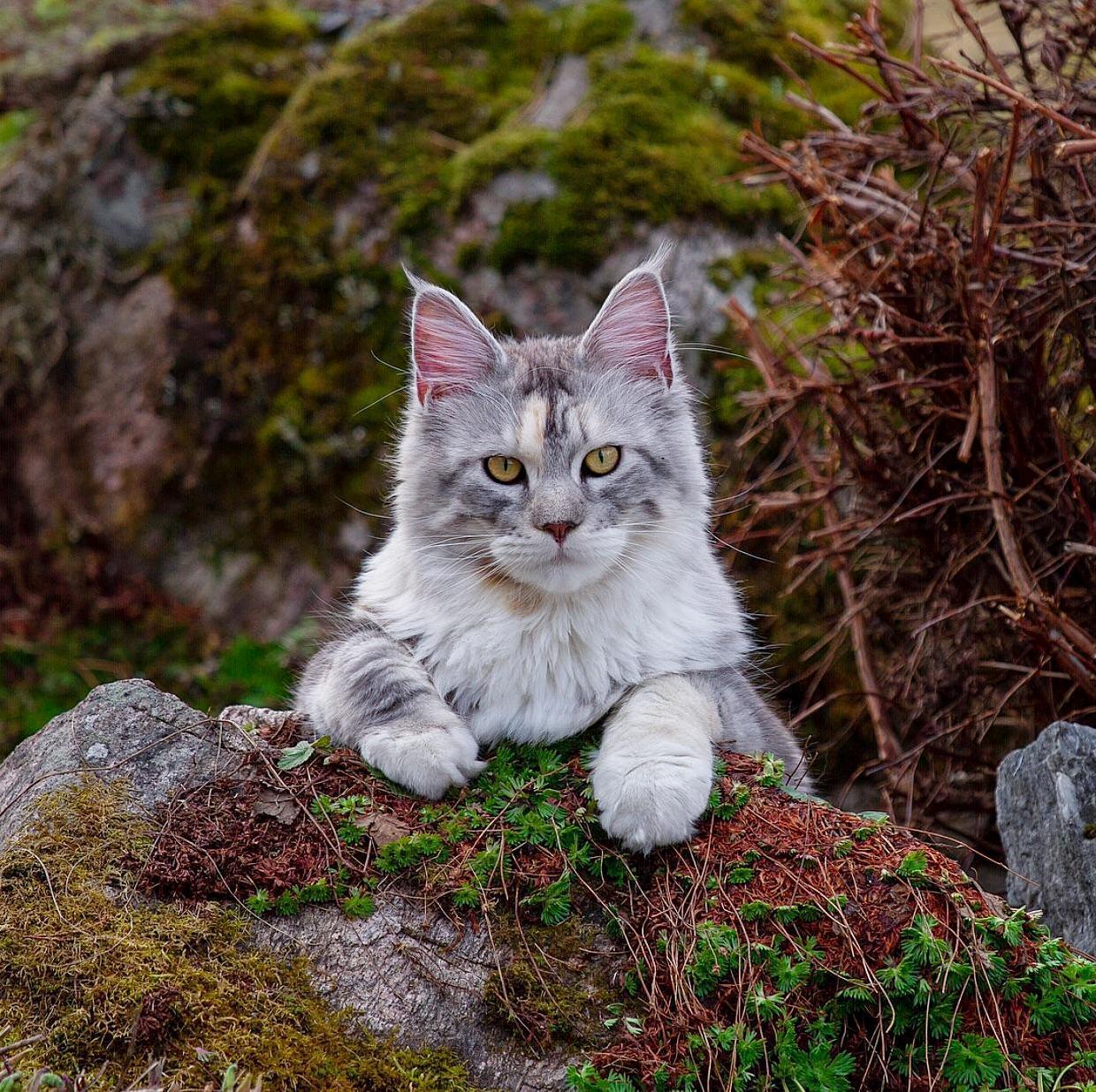 She Knows Shes a Meowdel