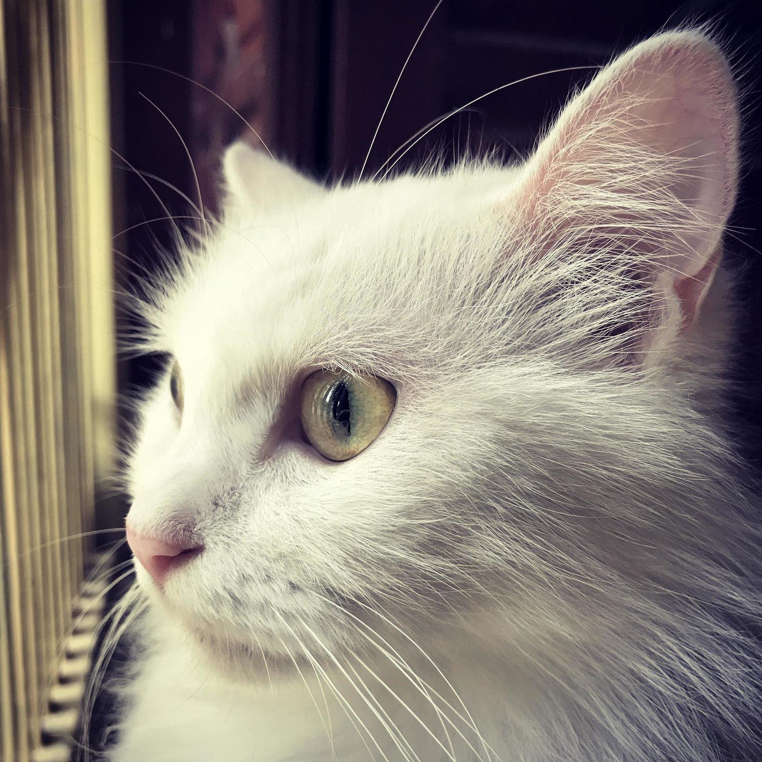 She Like to Look at the Street All Day.