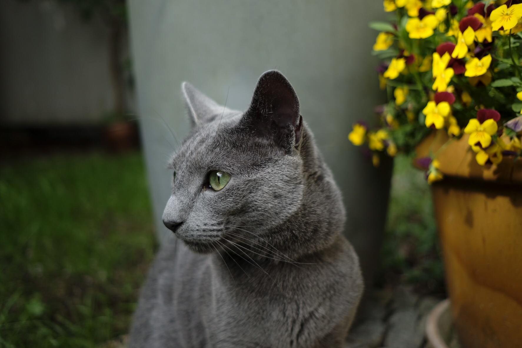 Siergey ( My Russian Blue Boy ) Enjoying the Garden!