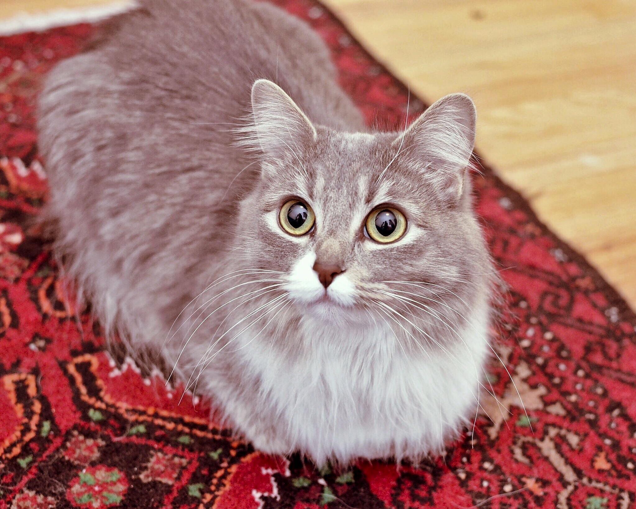 Since You All Loved the Previous Post Luna As a Teenager!