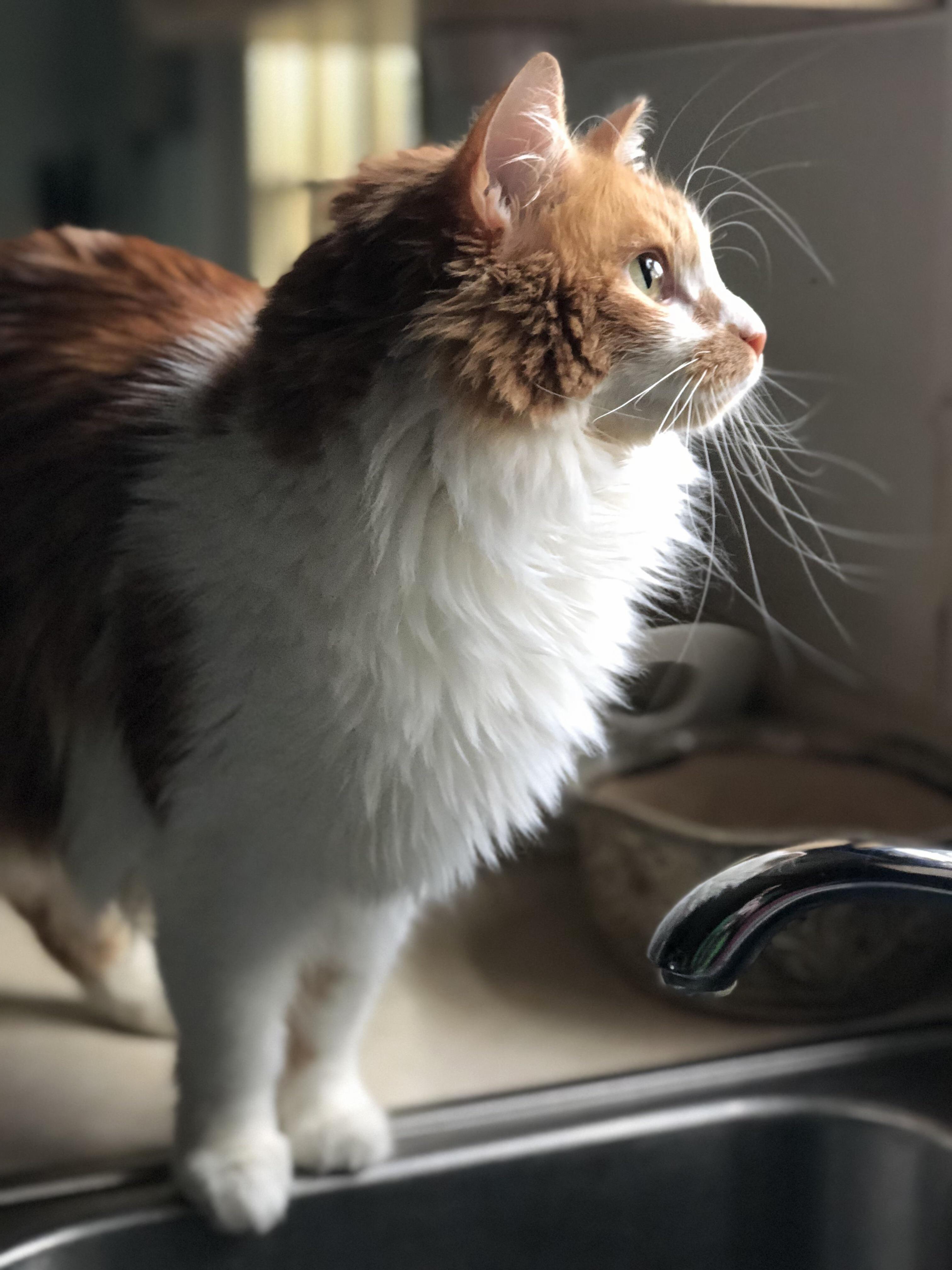 Sink Floof