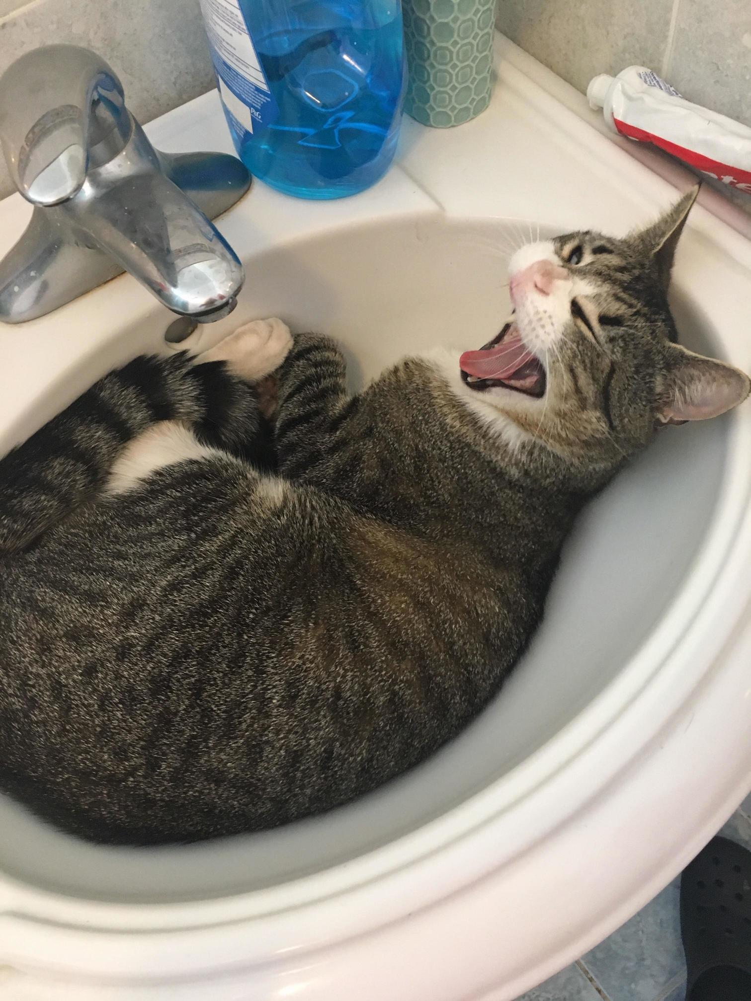 Sinks Are the Ideal Cat Bed.