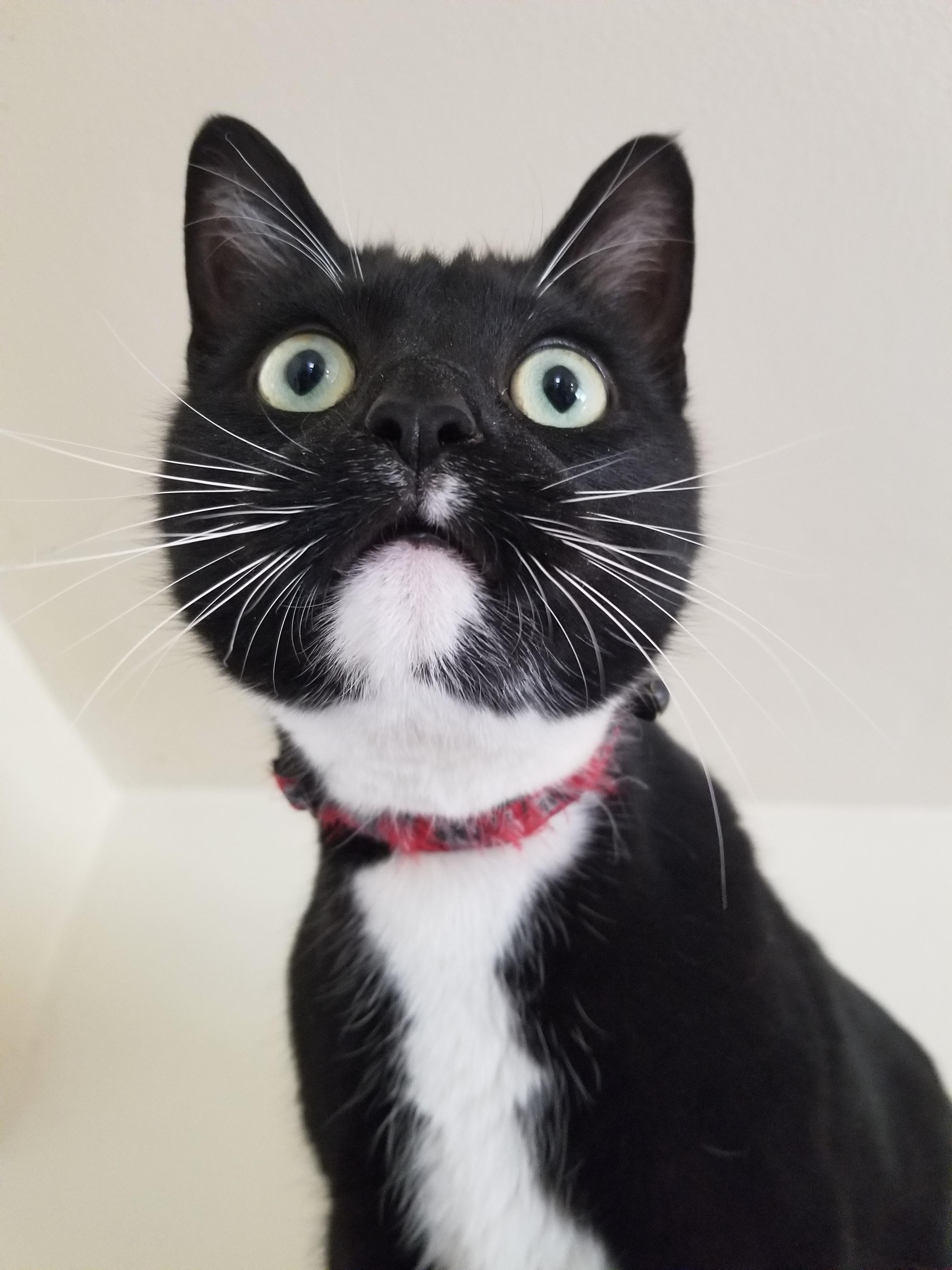 Sir Dudley Has His Nose in Everything