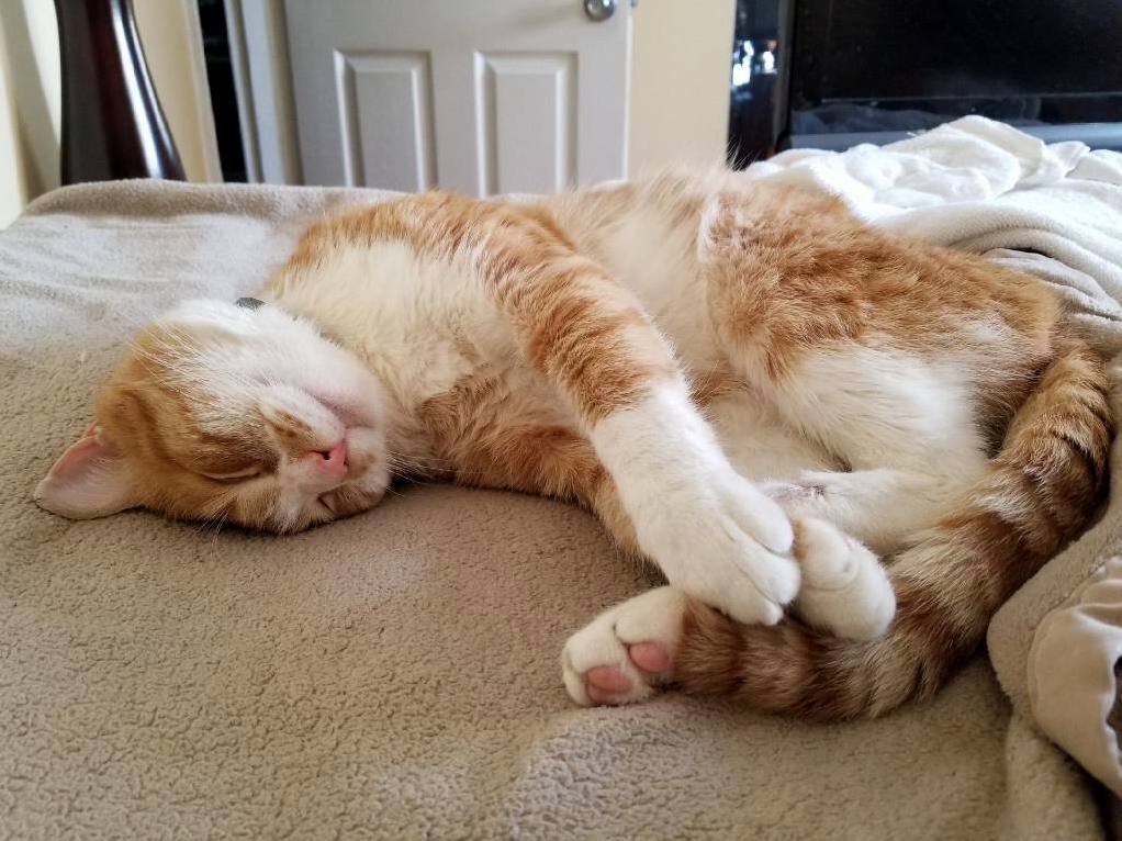 Sleepy Jellybeans