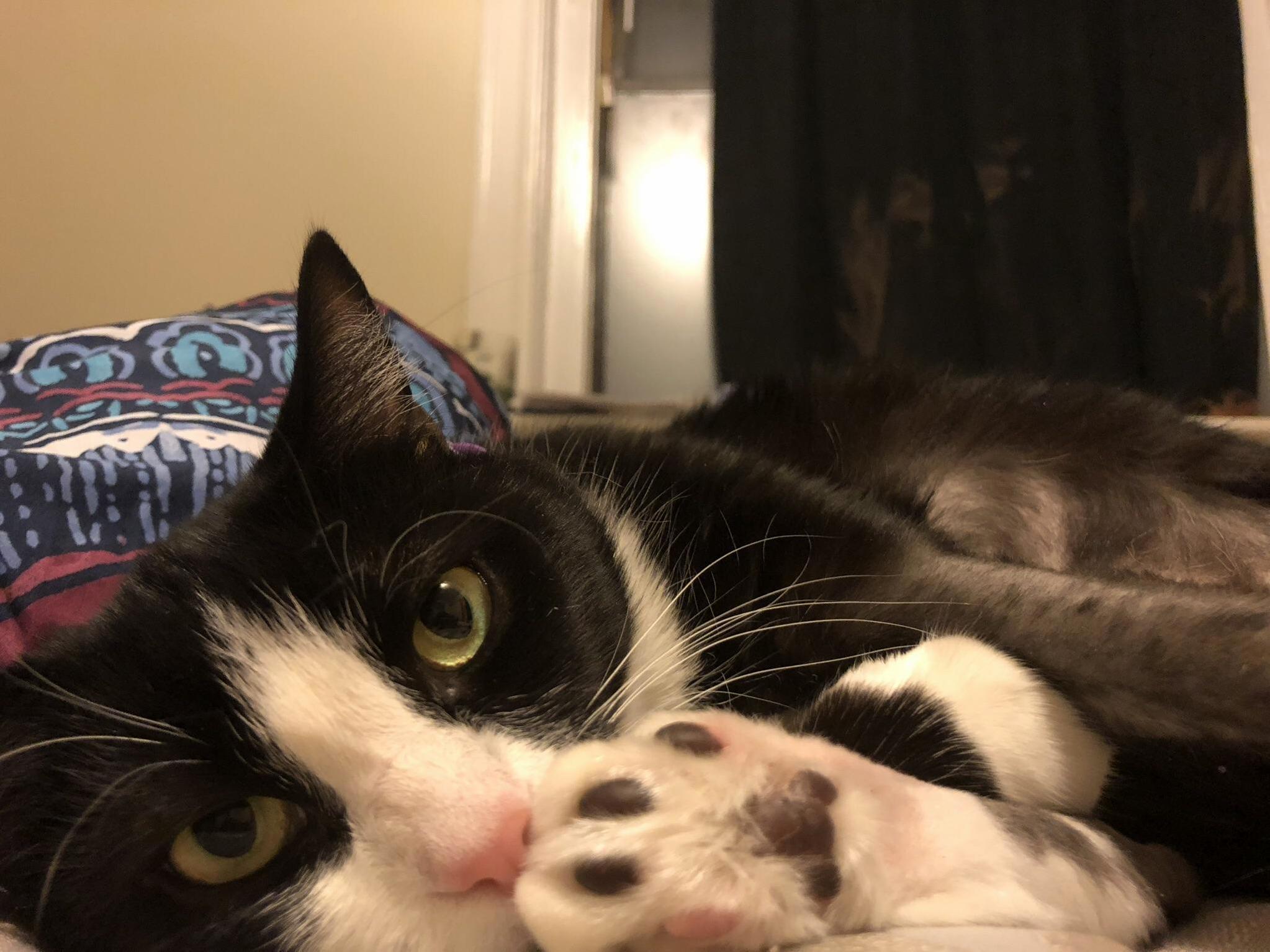 Sniffing Frito Feet