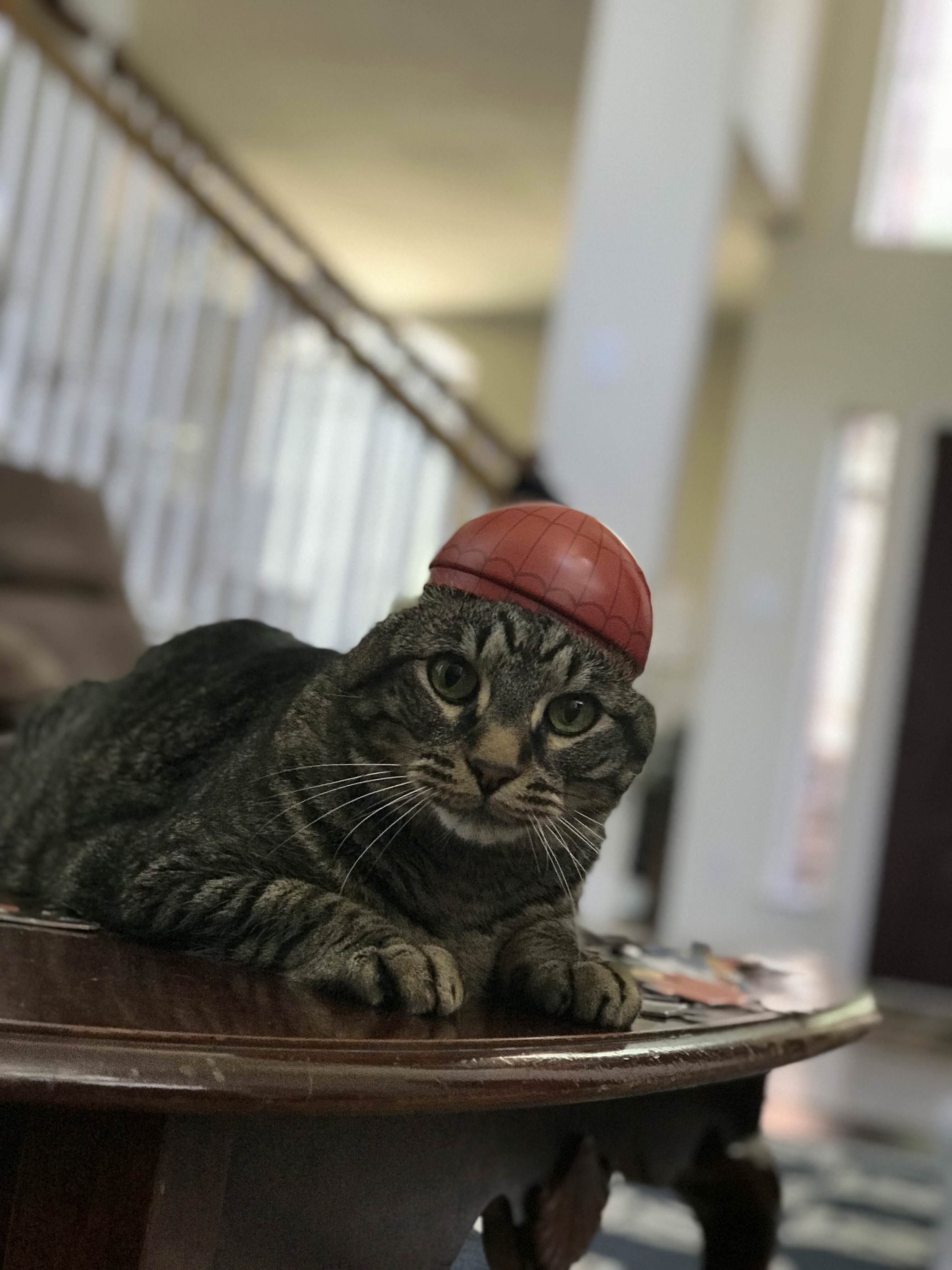 Spidercat