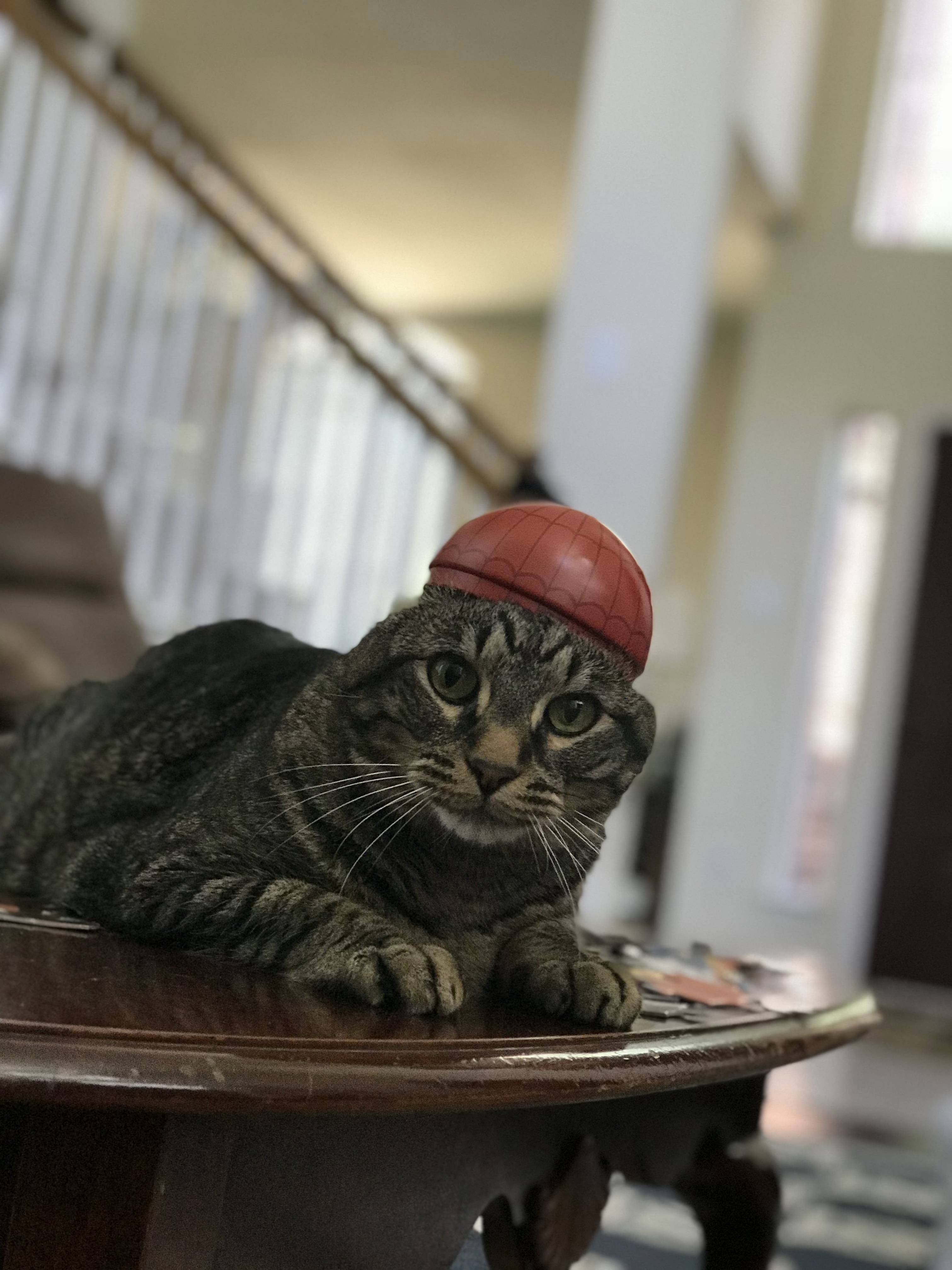 Spodercat