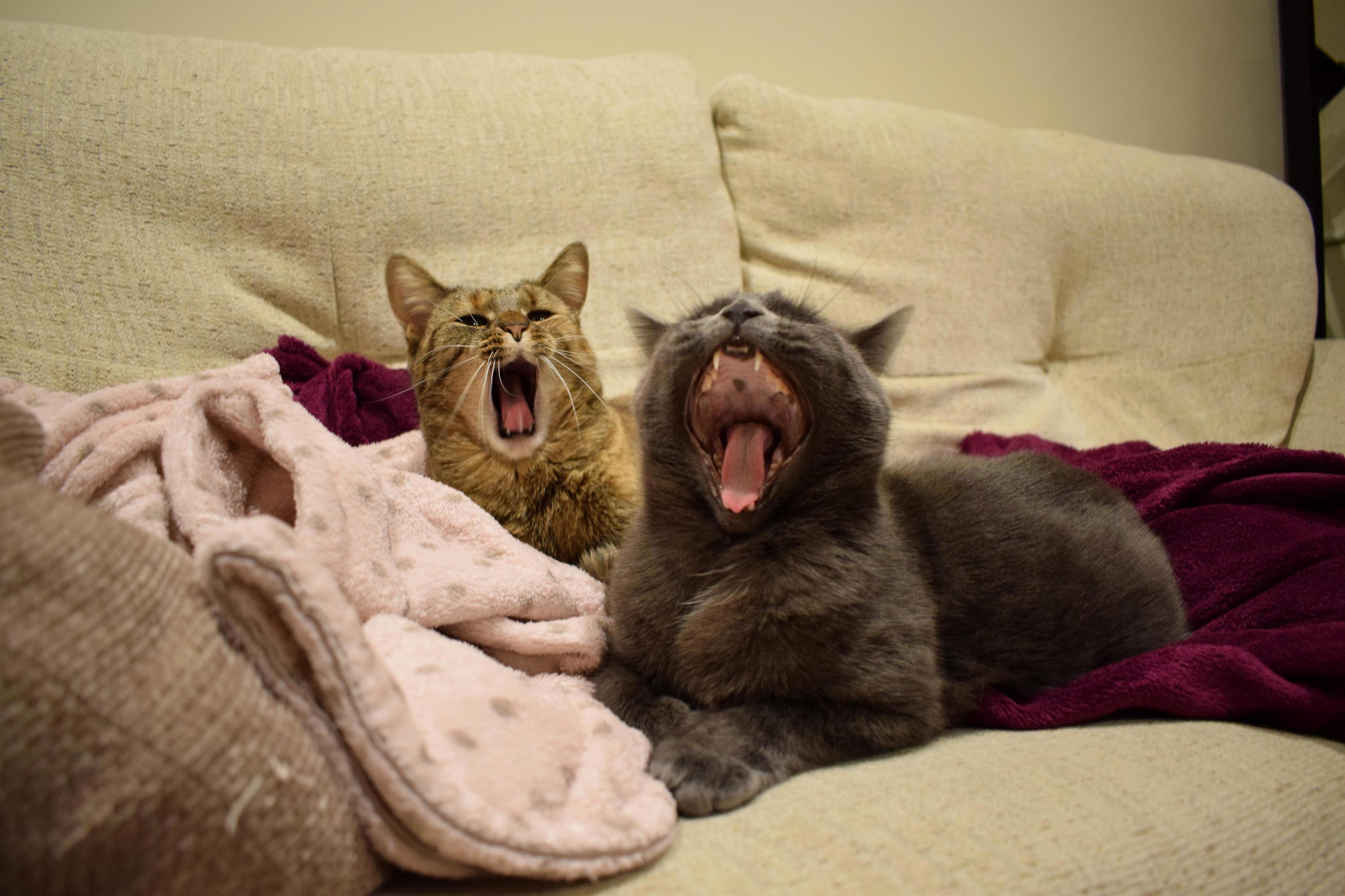 Synchronized Cats
