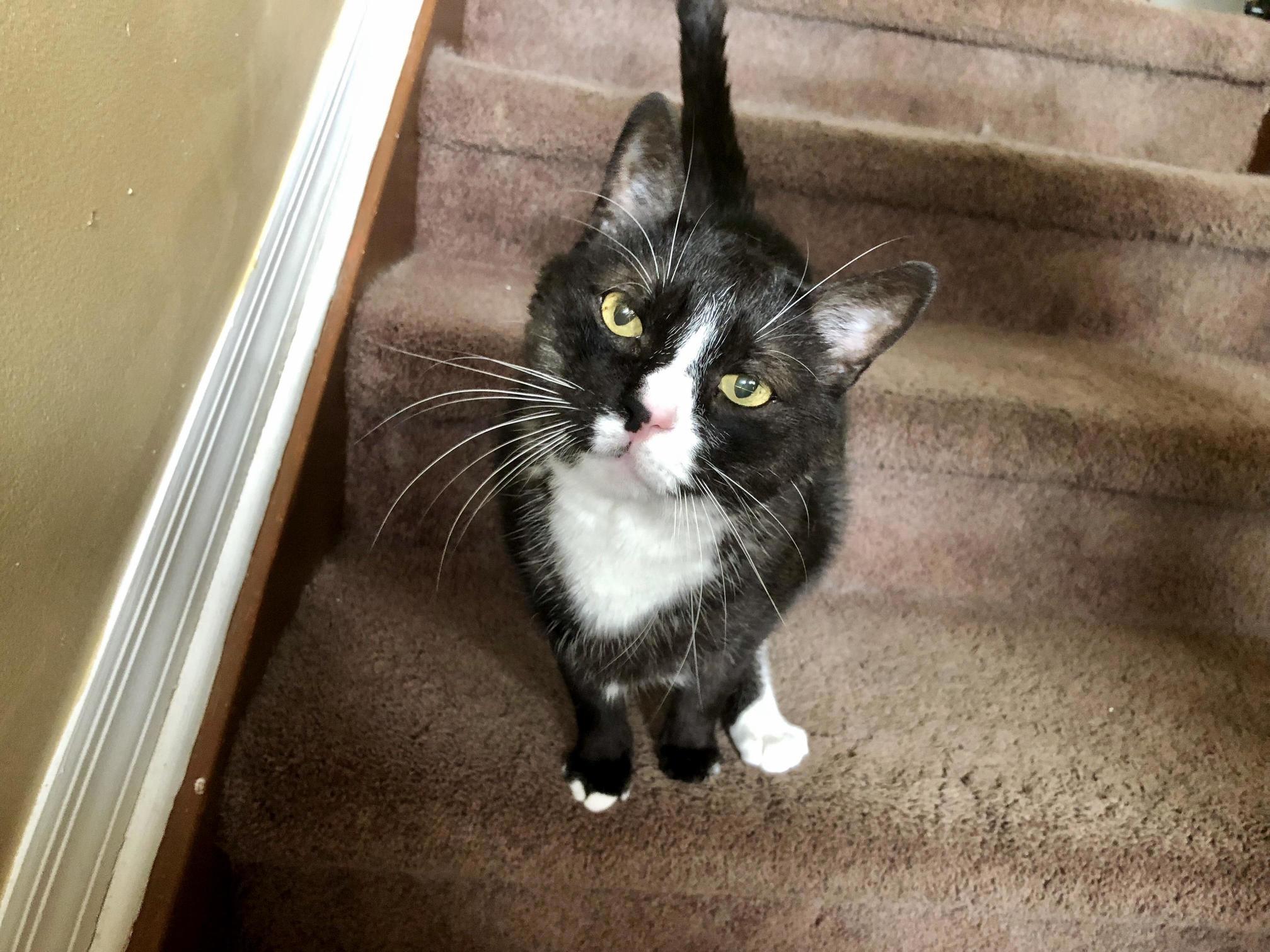 Tennessee Tuxedo Looking Handsome 3