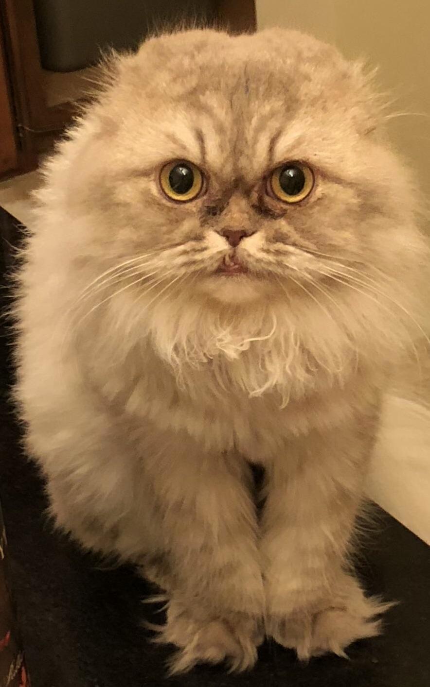 That Tooth Though