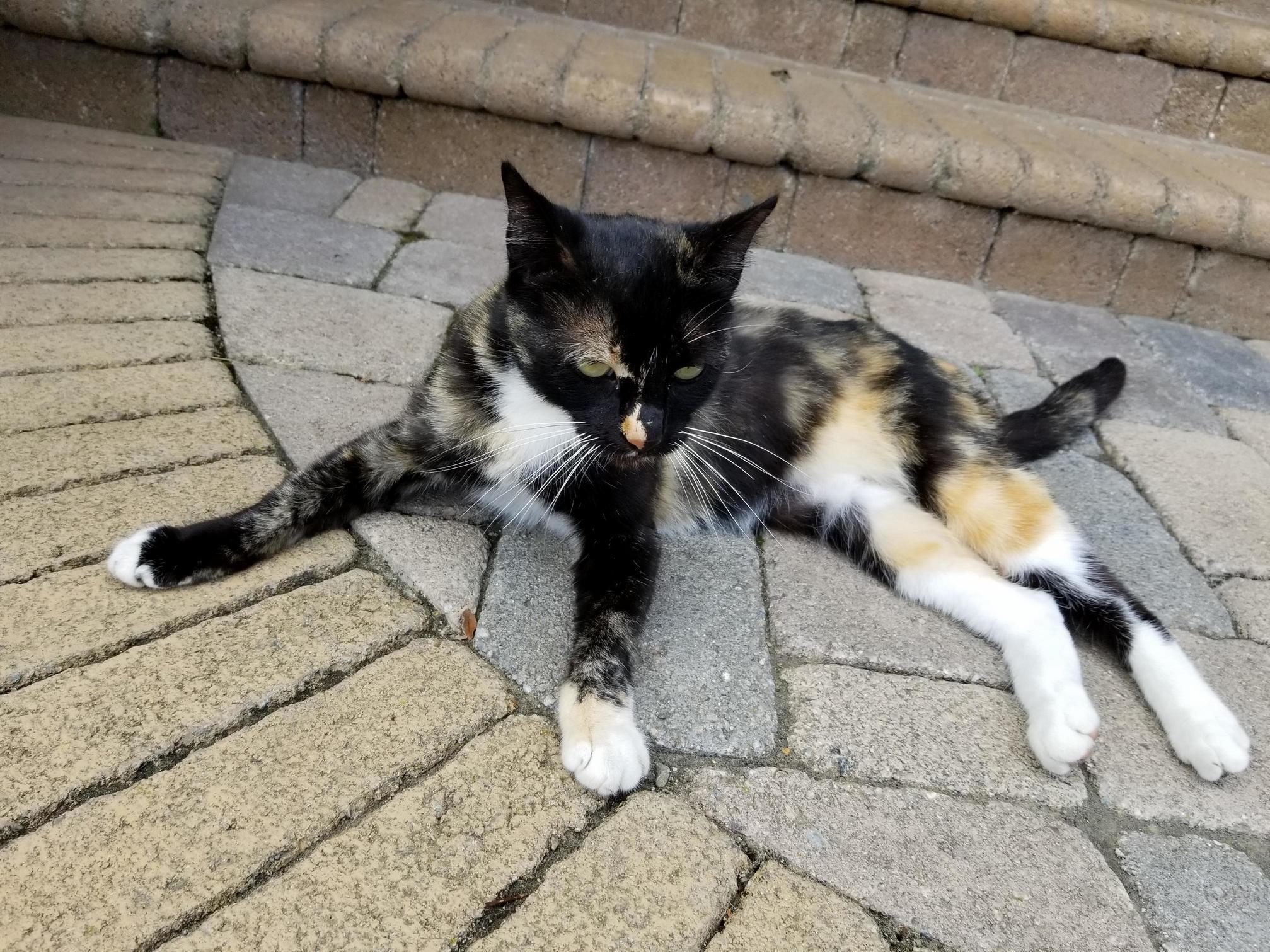The Neighbors Kitty, Phoebe, Likes to Hang Out on Our Front Steps