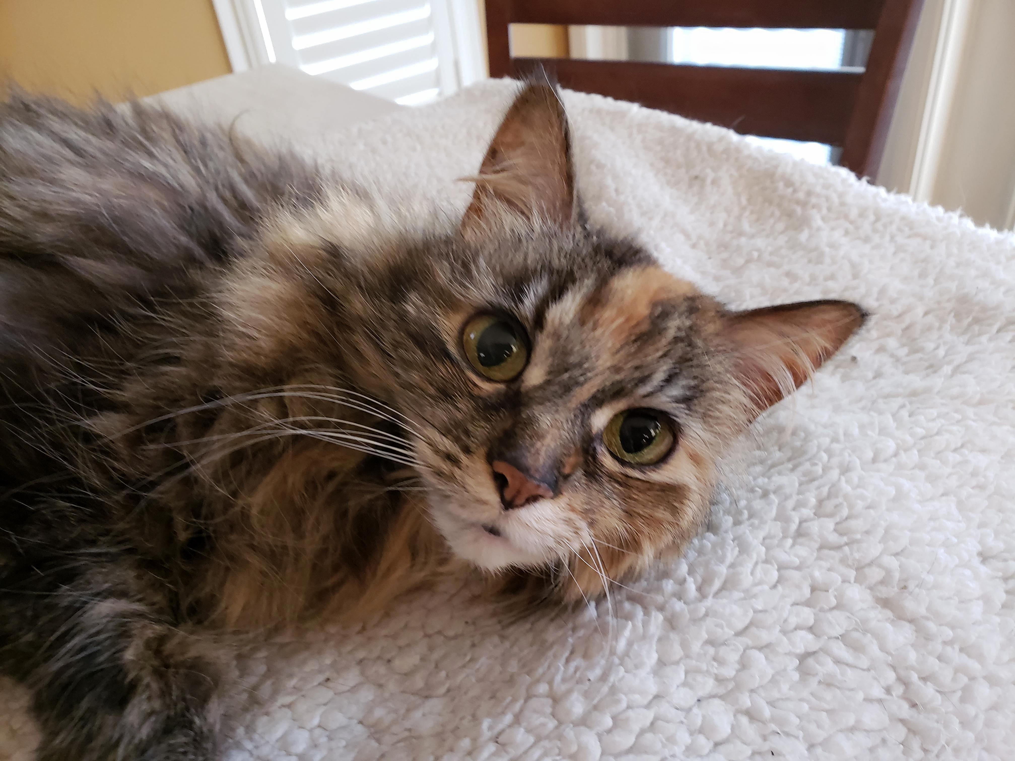 The Oldest of Our Clan, the Beautiful Bella at 18 Yrs Young.