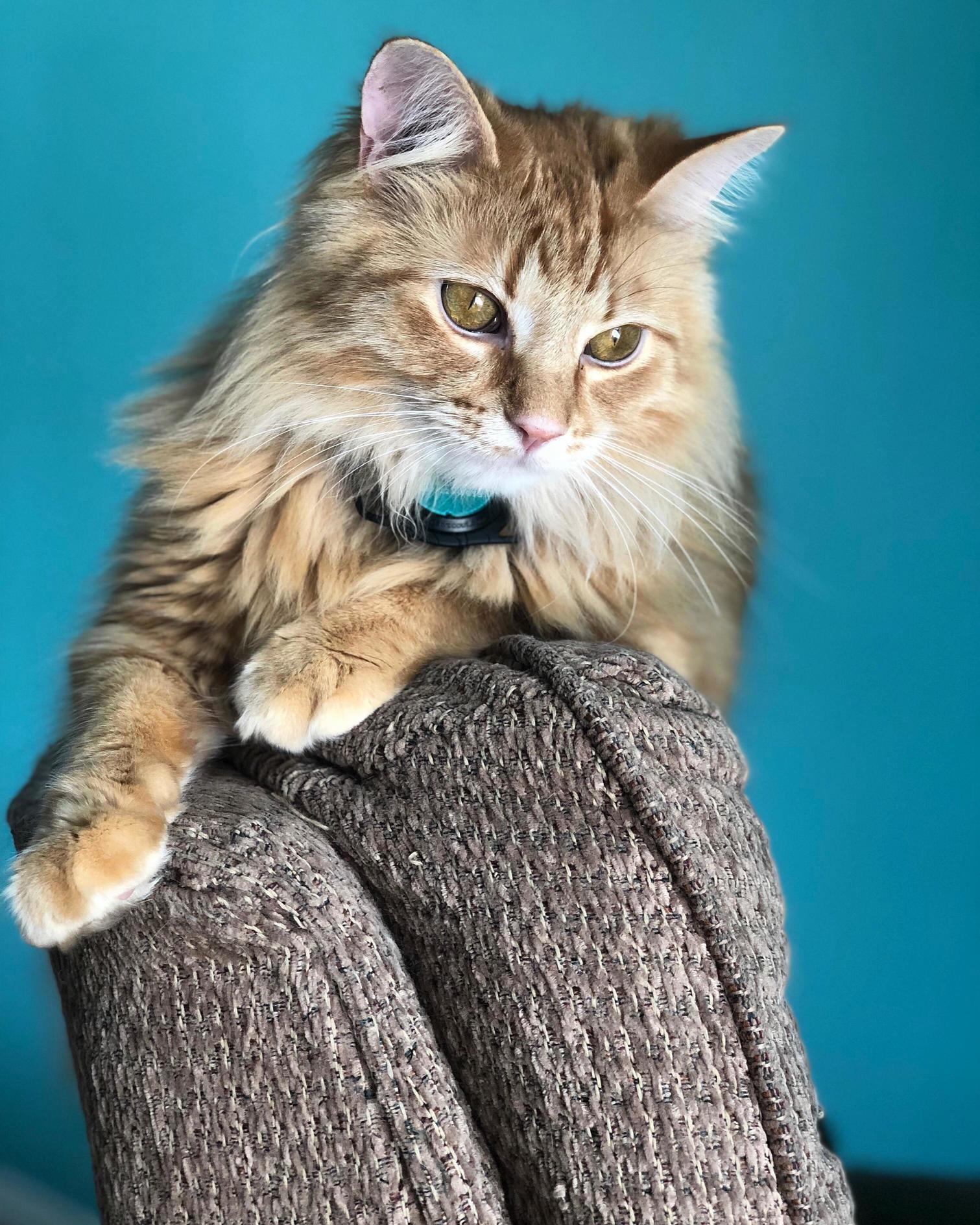 The Only Reason for an Iphonex Is to Take the Best Cat Pictures.