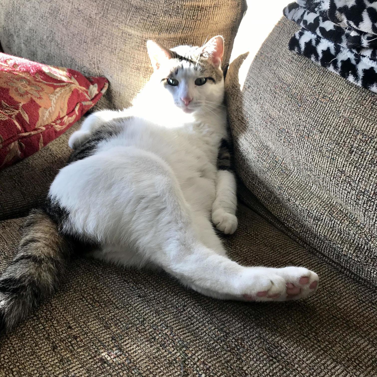 The Sassy Boy in His Morning Sunlight.